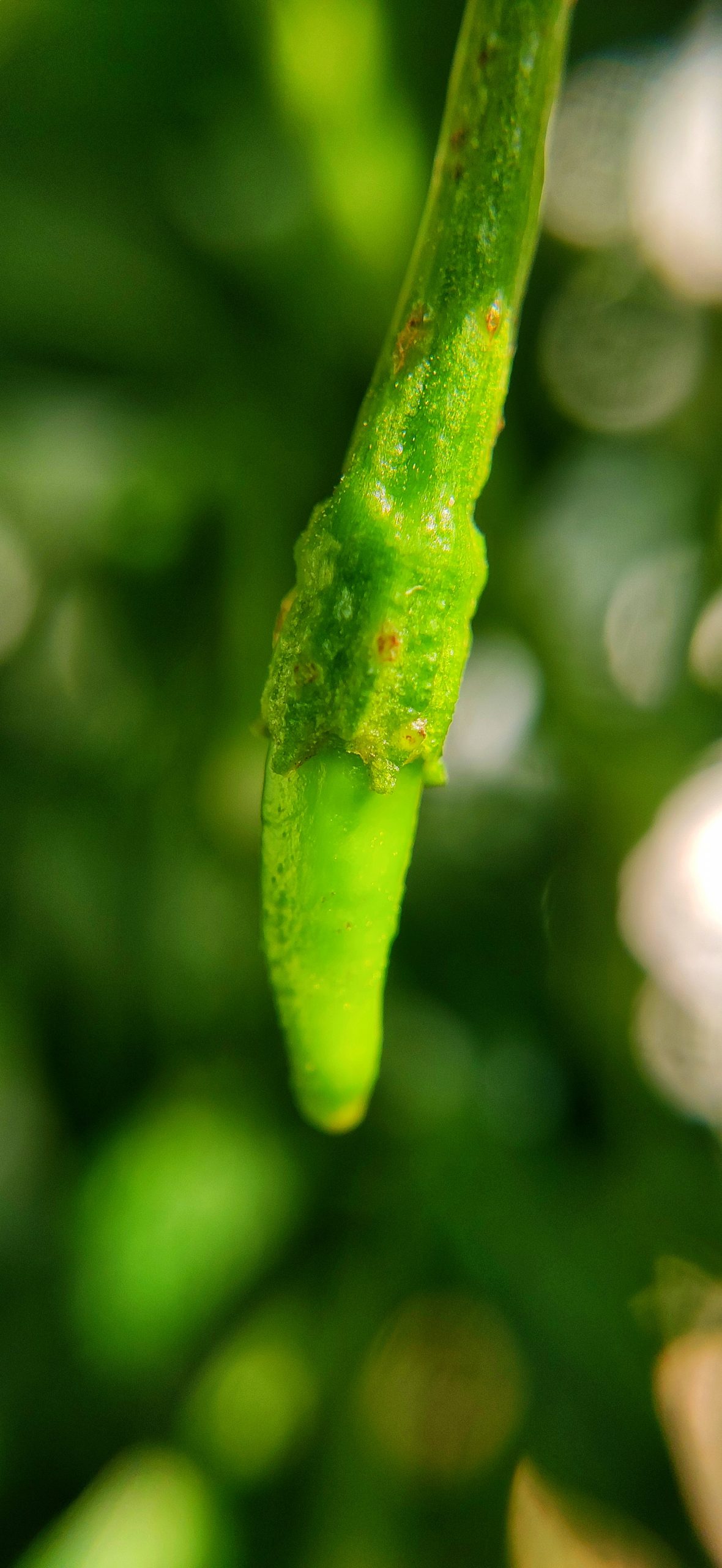 A growing chilli