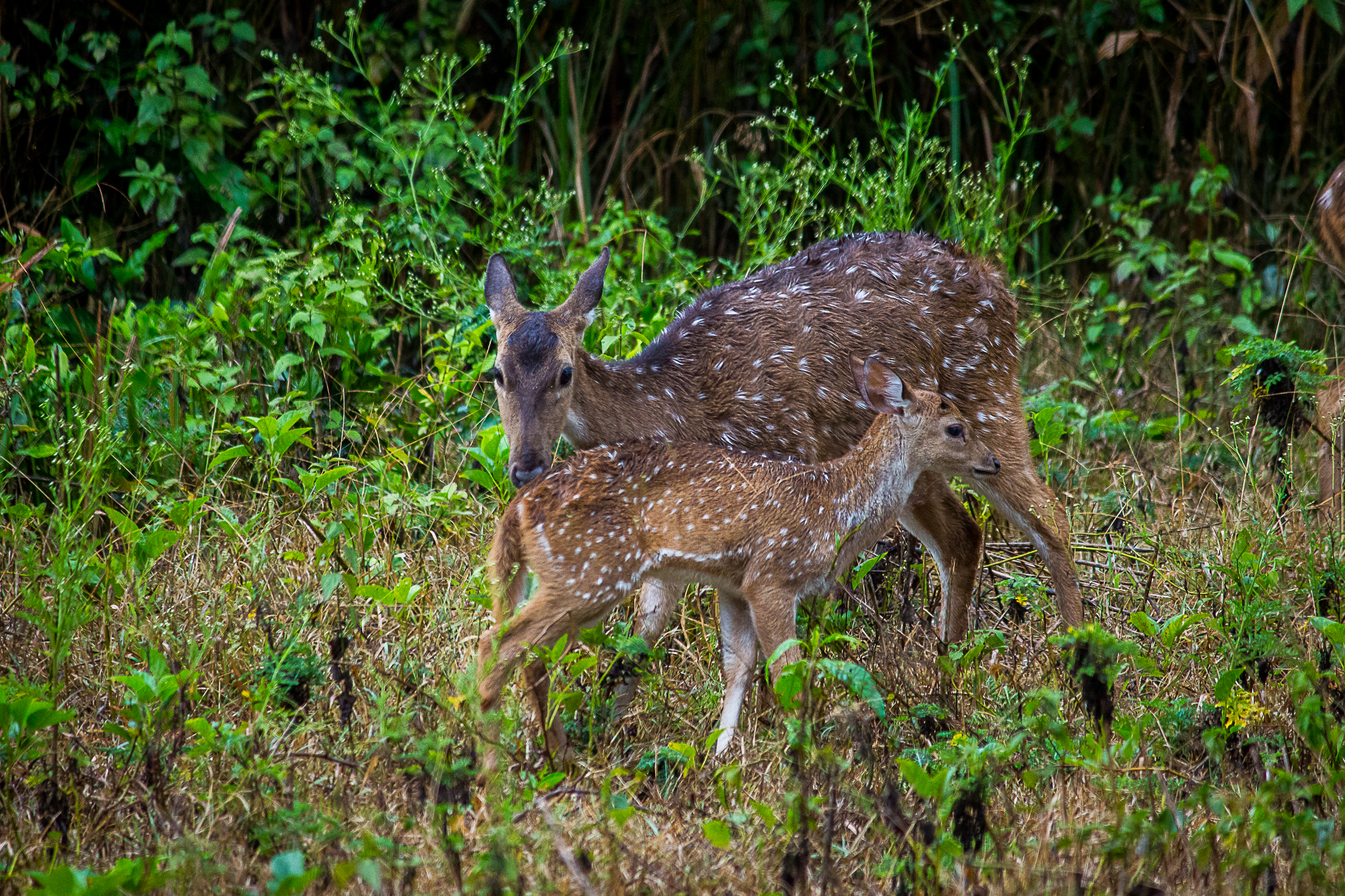 Chital Deer in the forest