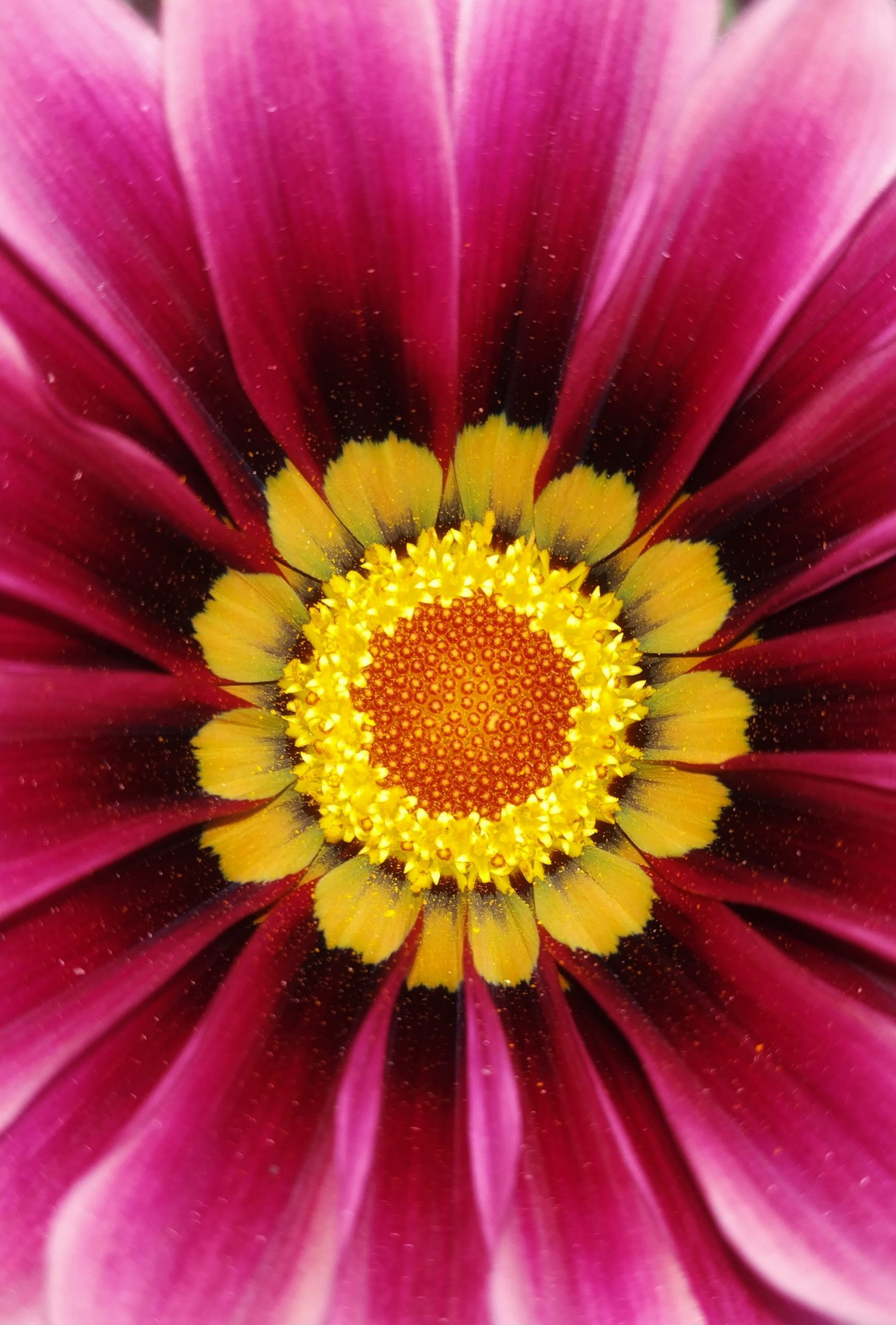 Close up of Gazania flower