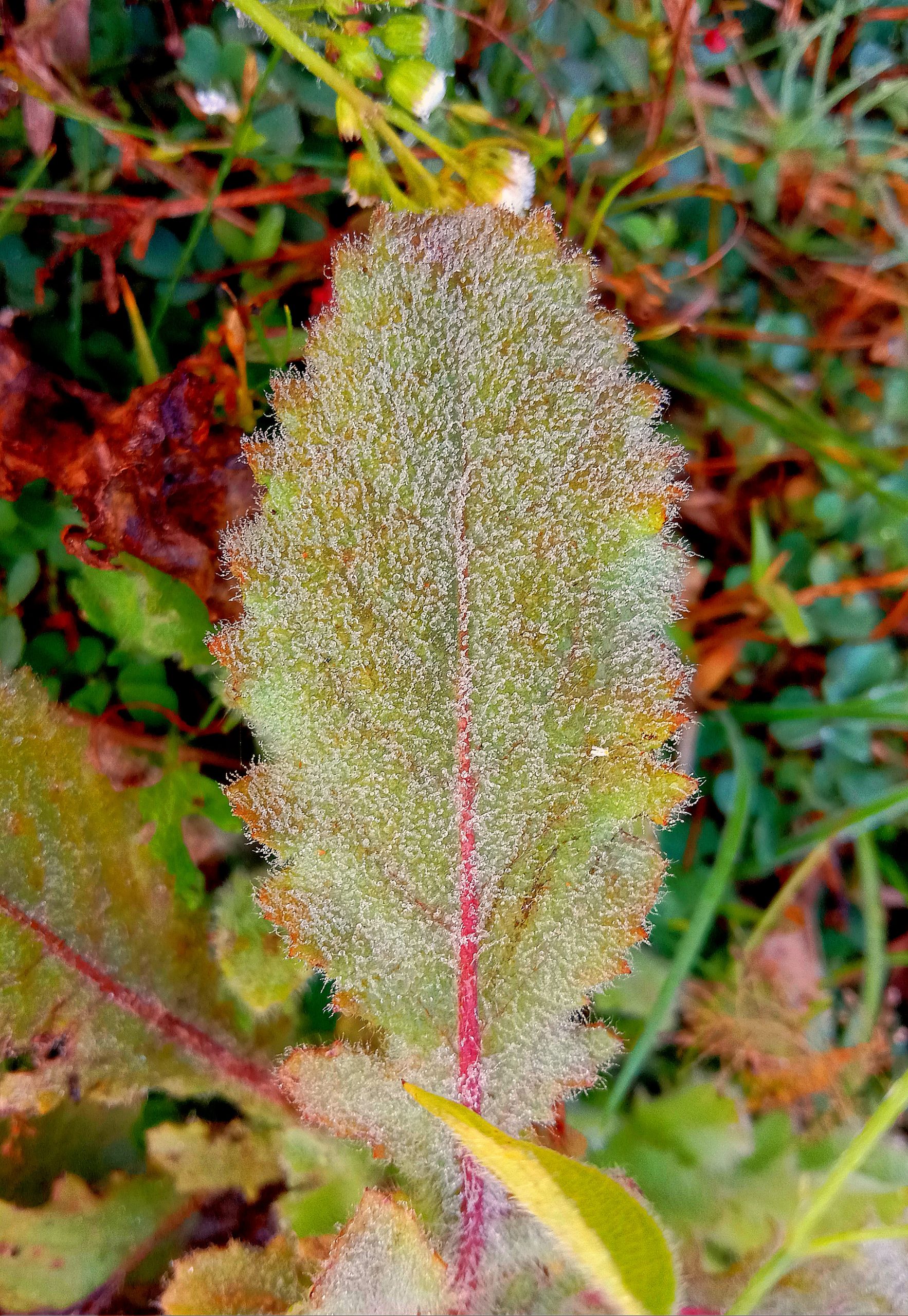 Colorful leaf