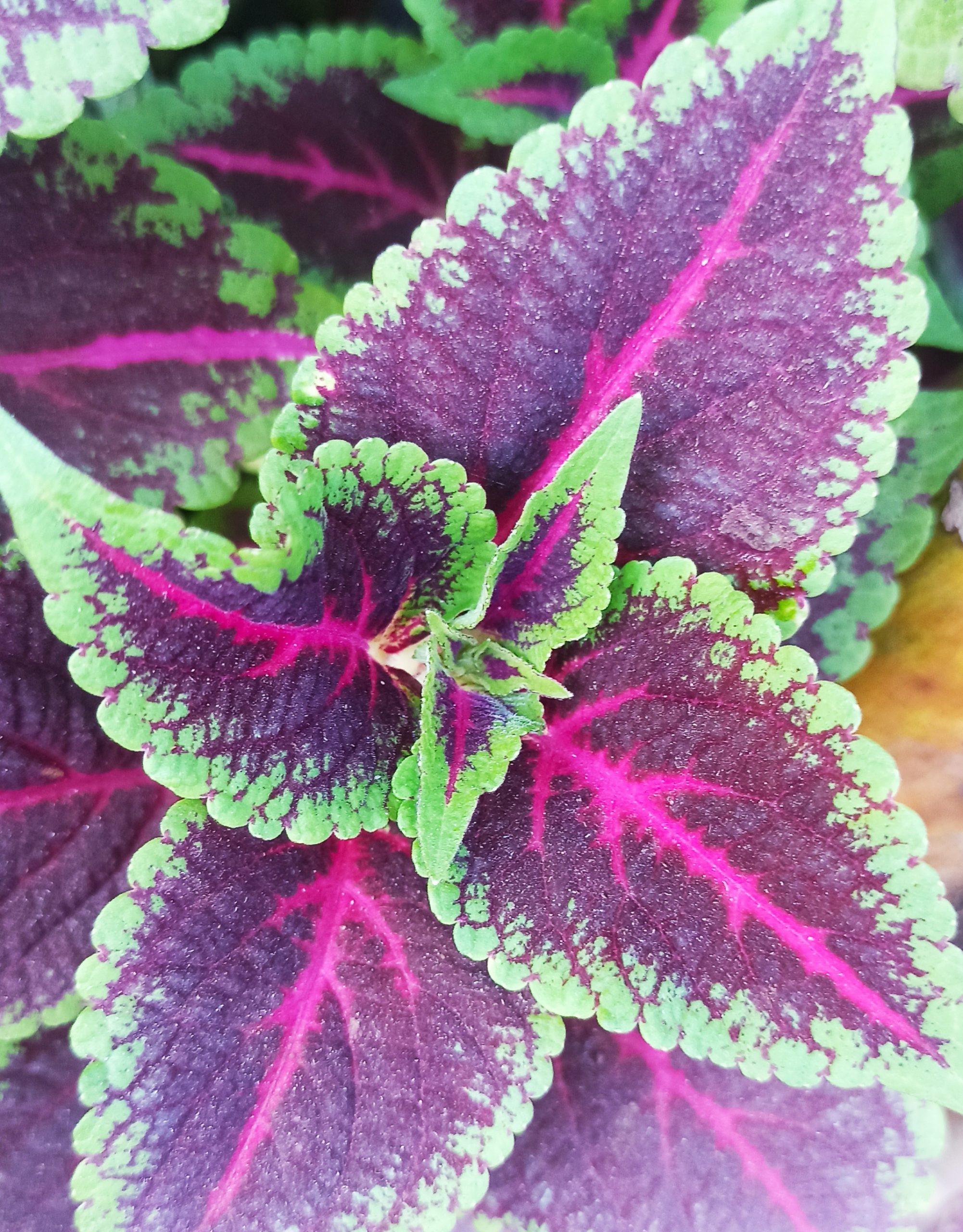 Colorful plant leaves