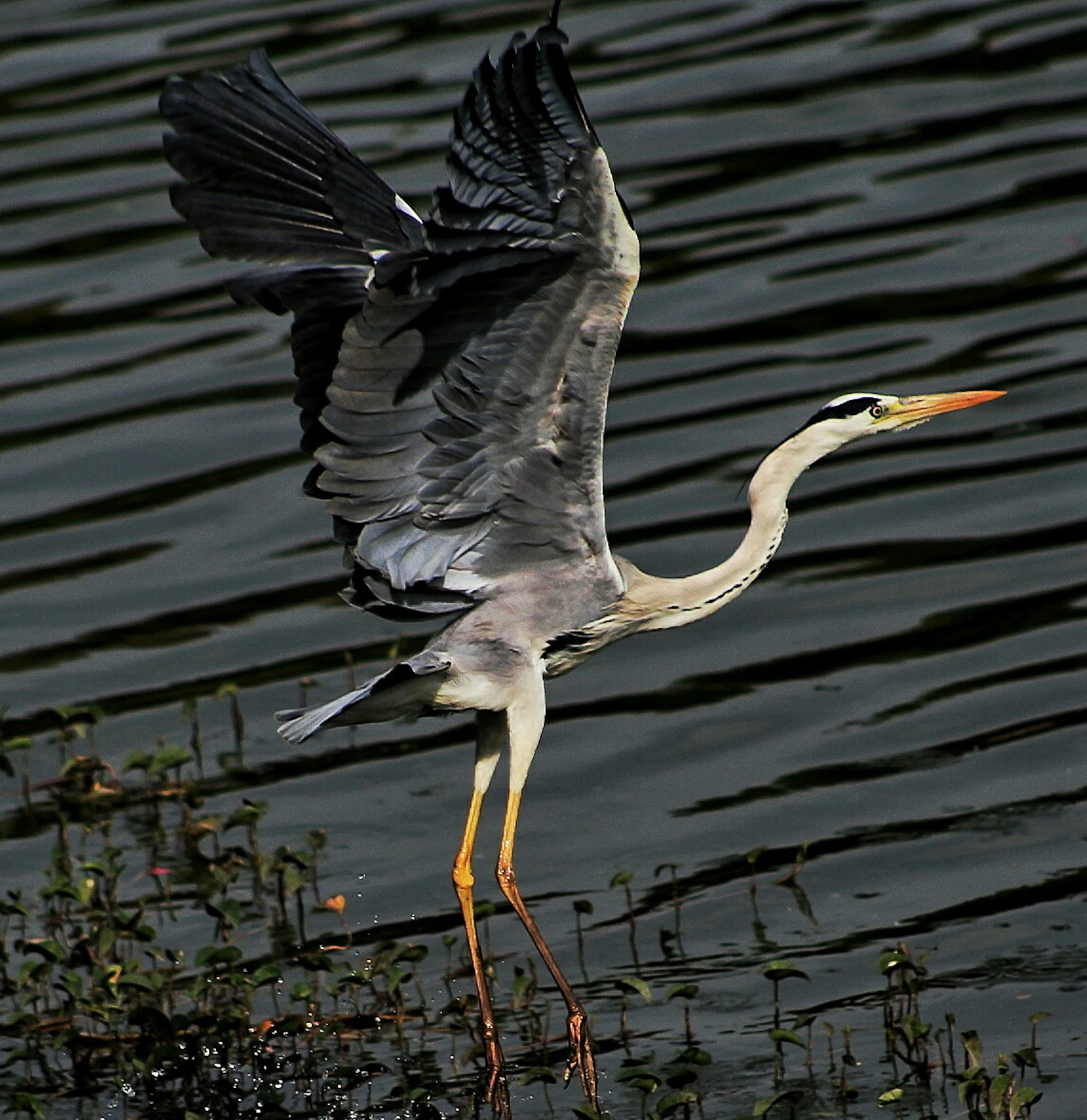 A crane bird ready to fly