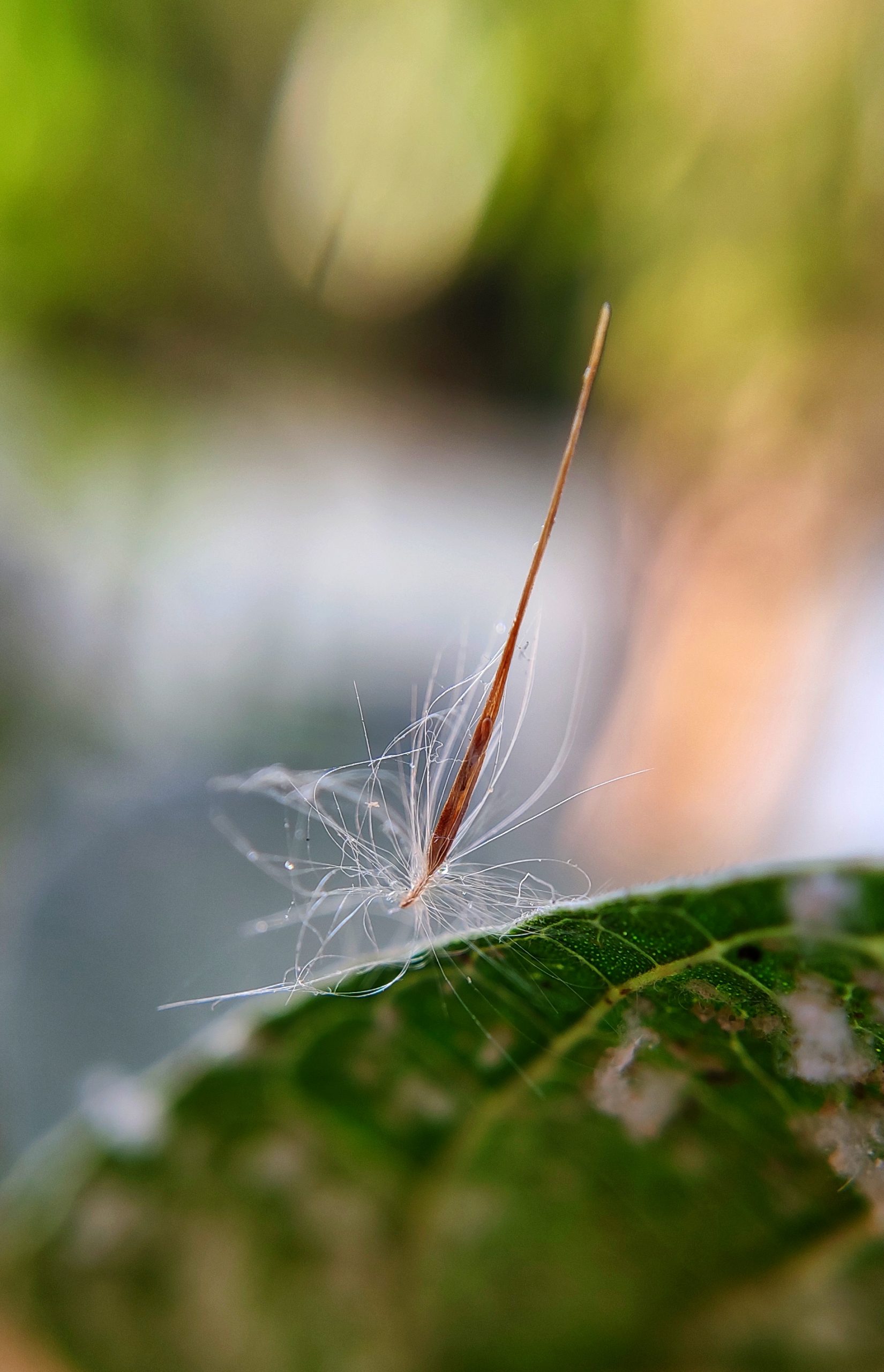 Mini Creature on plant leaf