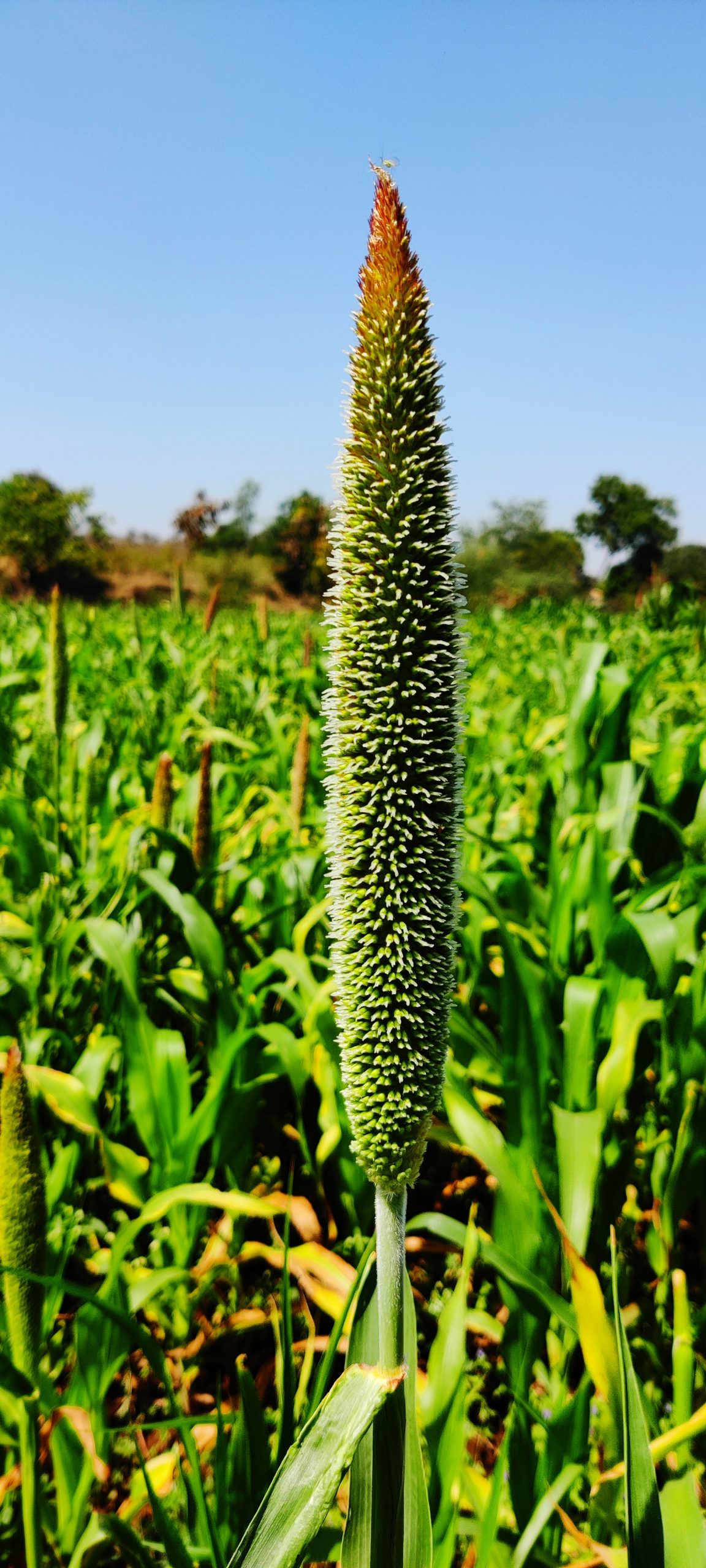 Crop floral in the farm