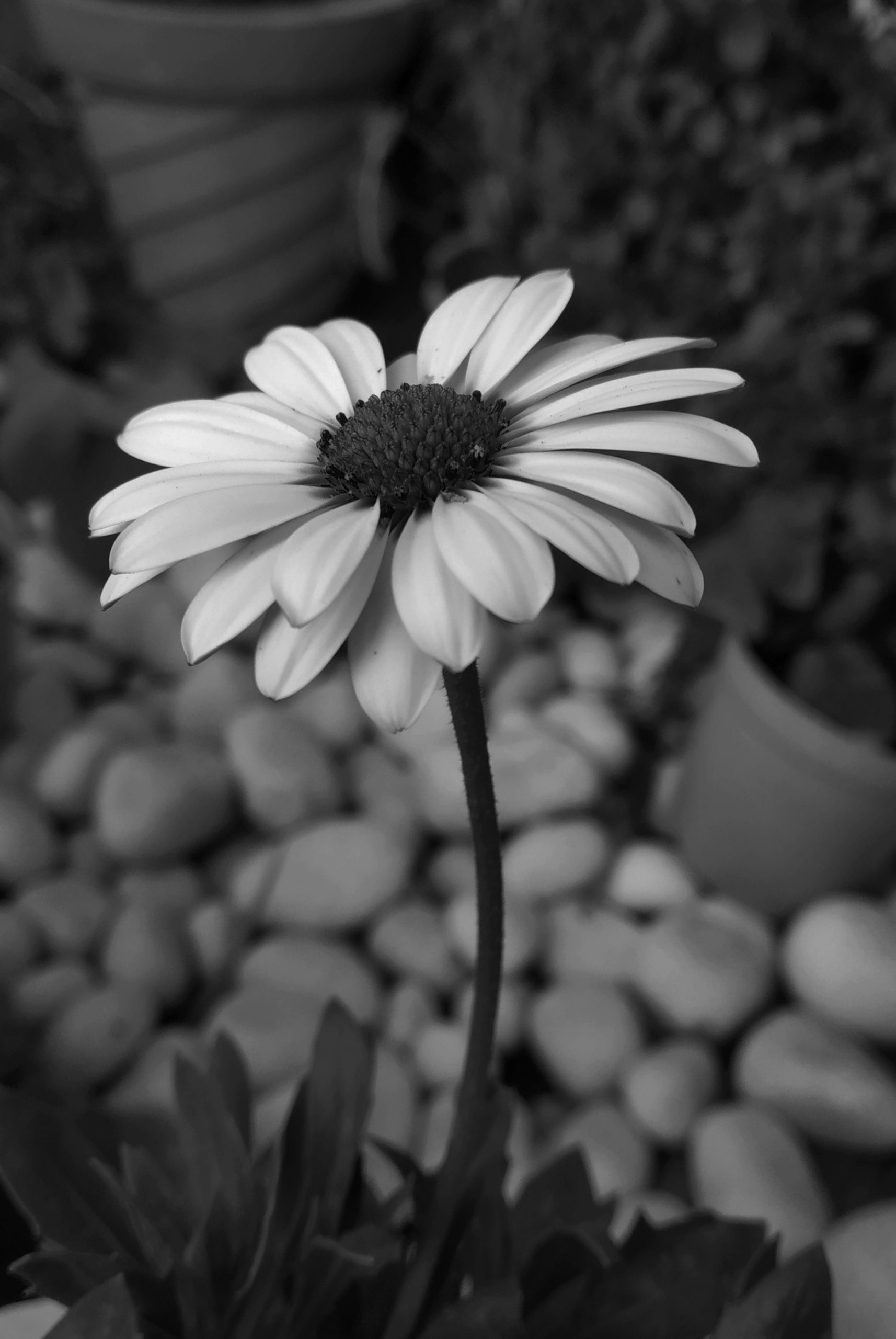 Daisy flower portrait