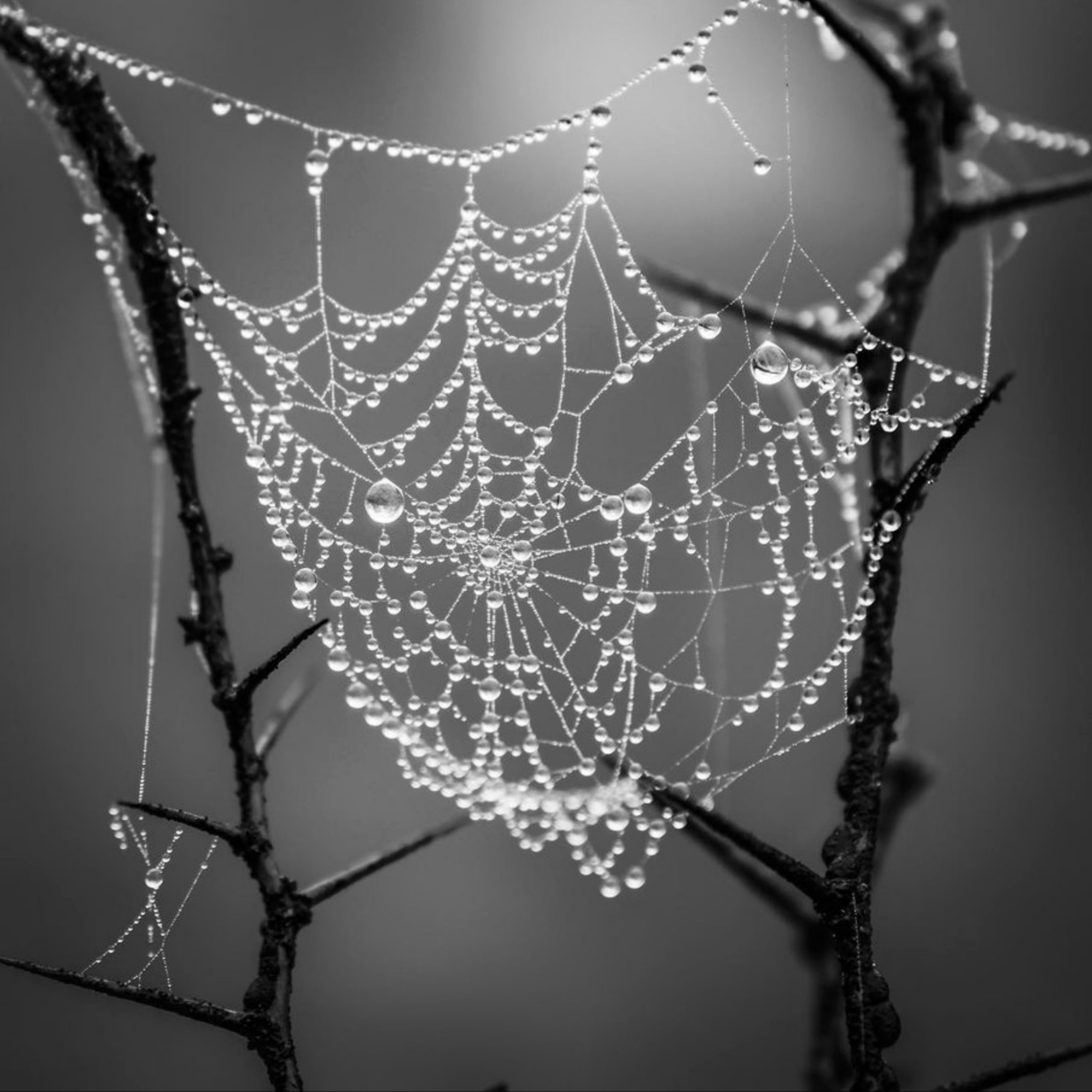 Dew drops on a spiderweb