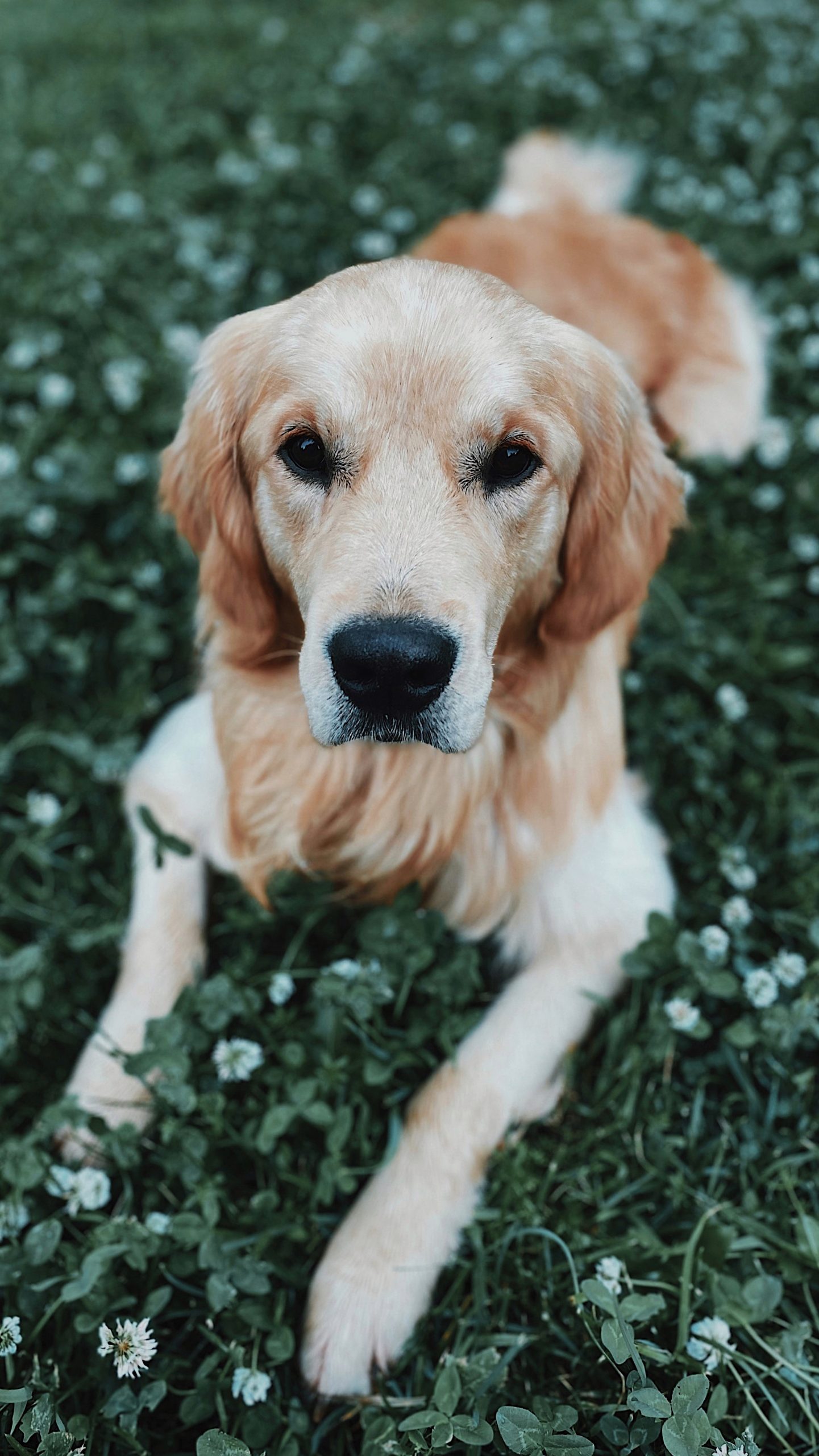 Dog in the park