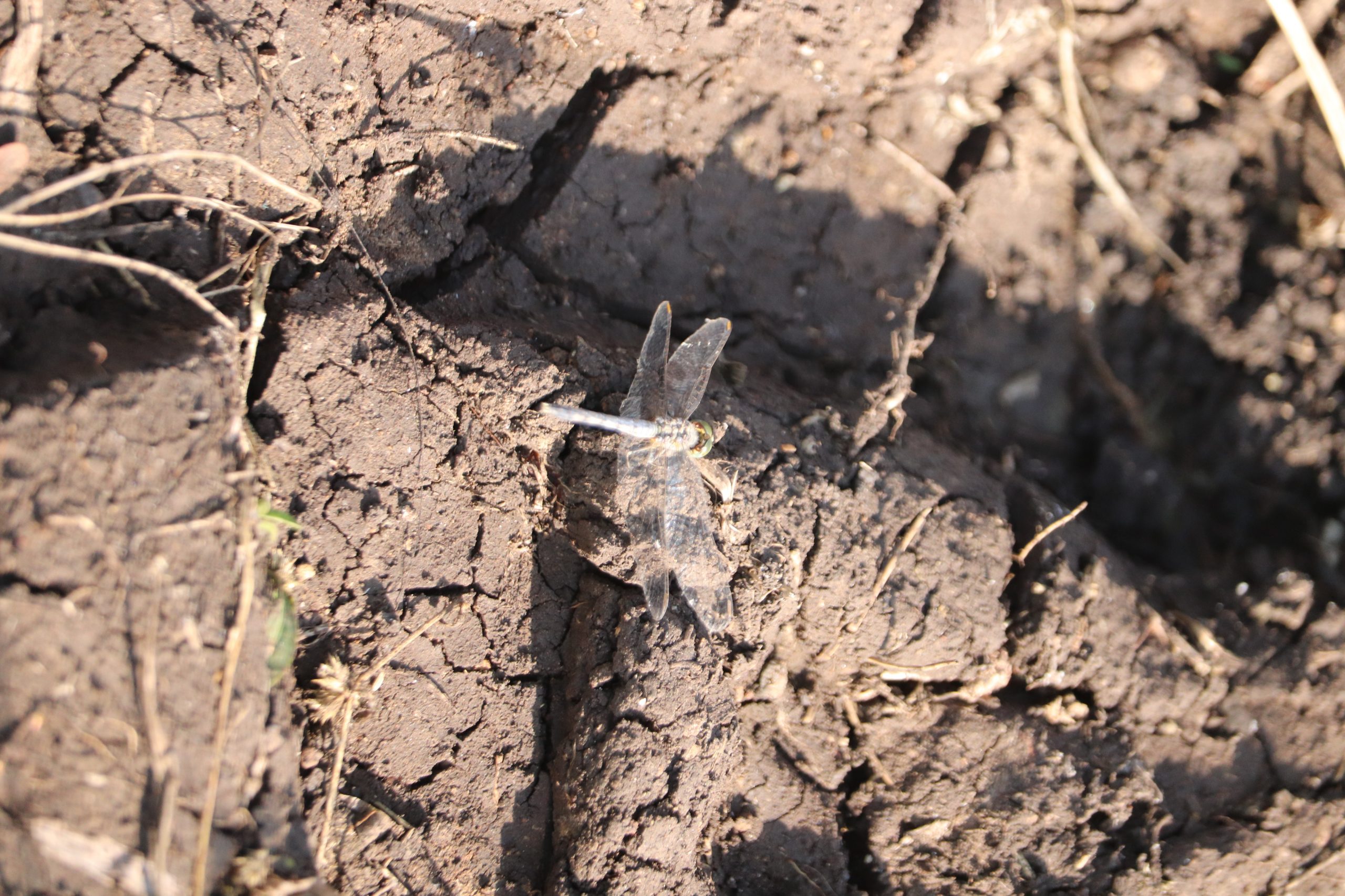 Dragonfly on soil