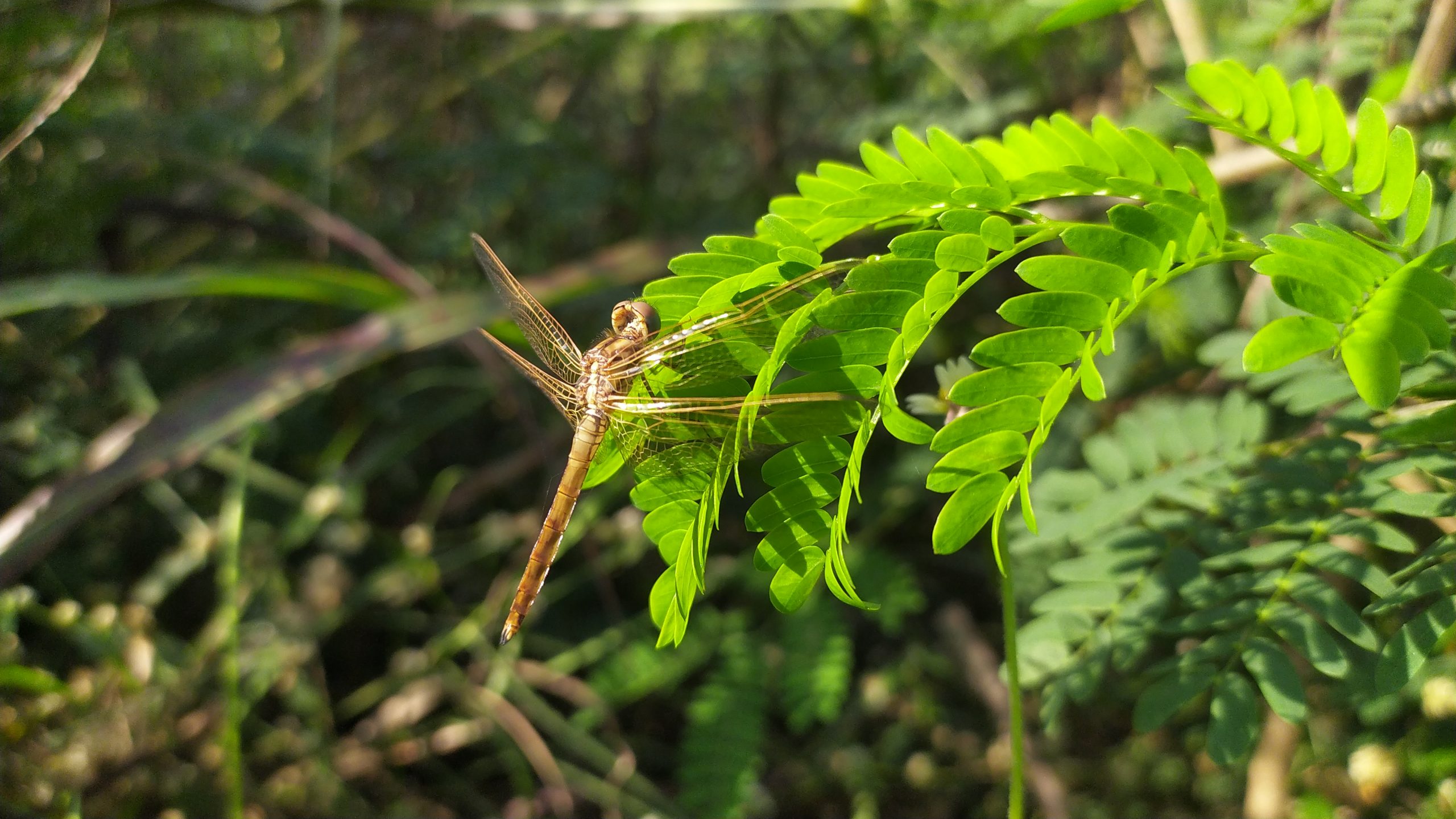 Dragonfly on leaves