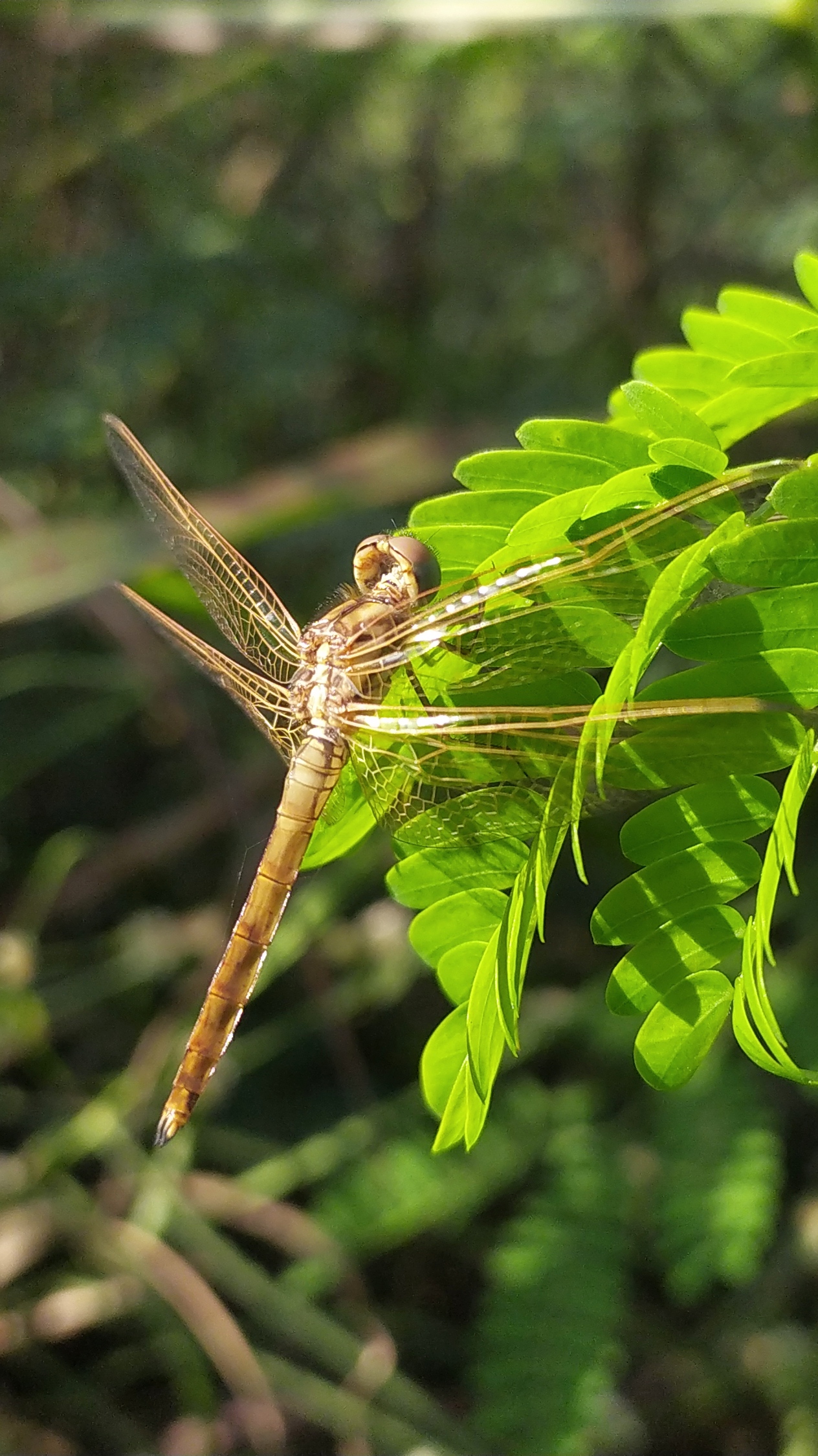 Dragonfly on plant leaf