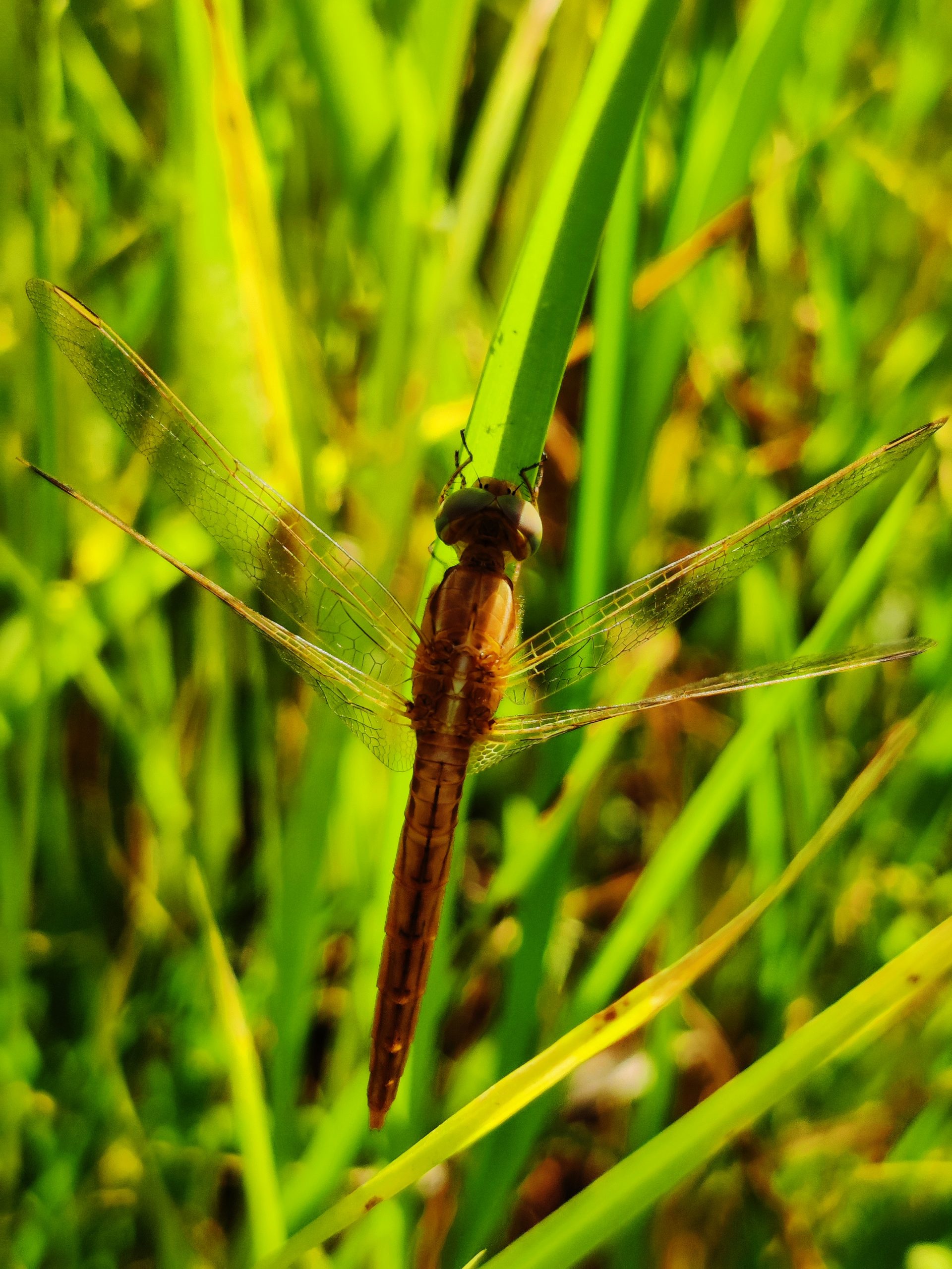 Dragonfly on the crop