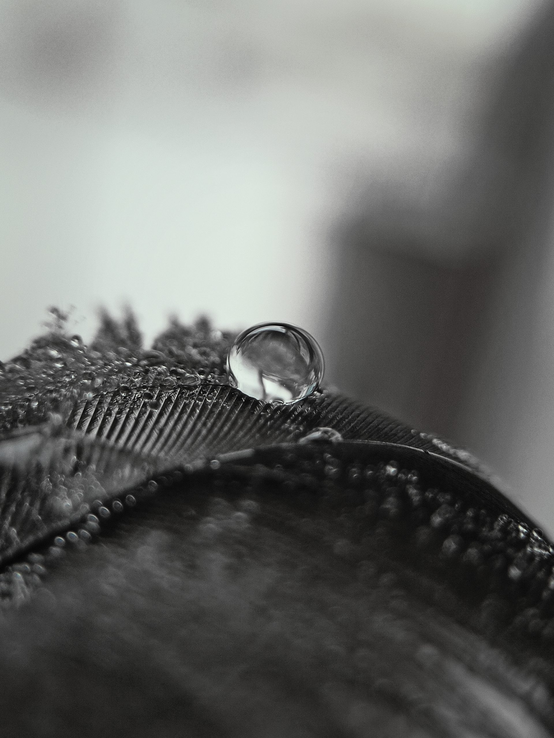 Water Drop on feather