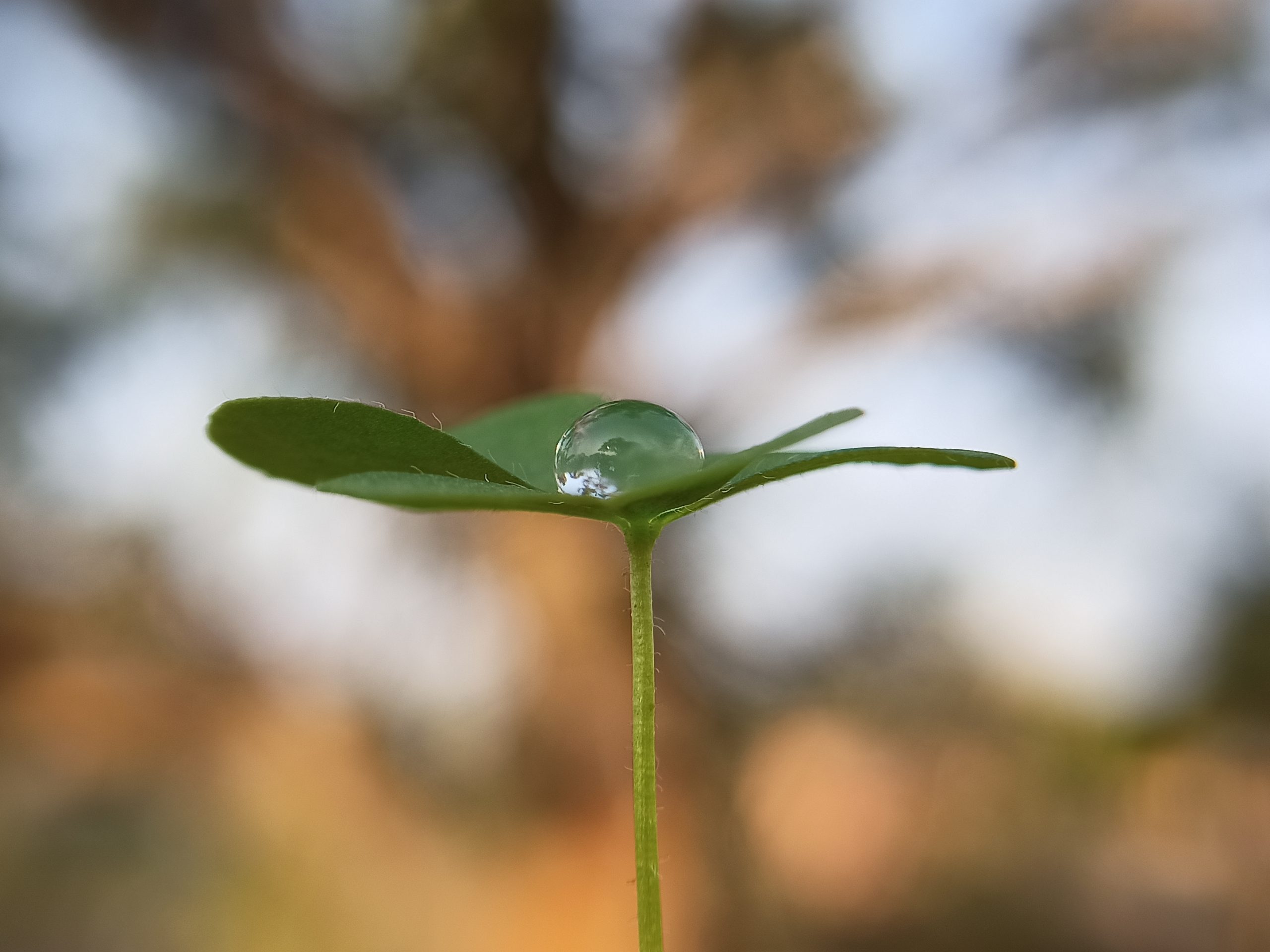 Drop on plant leaf