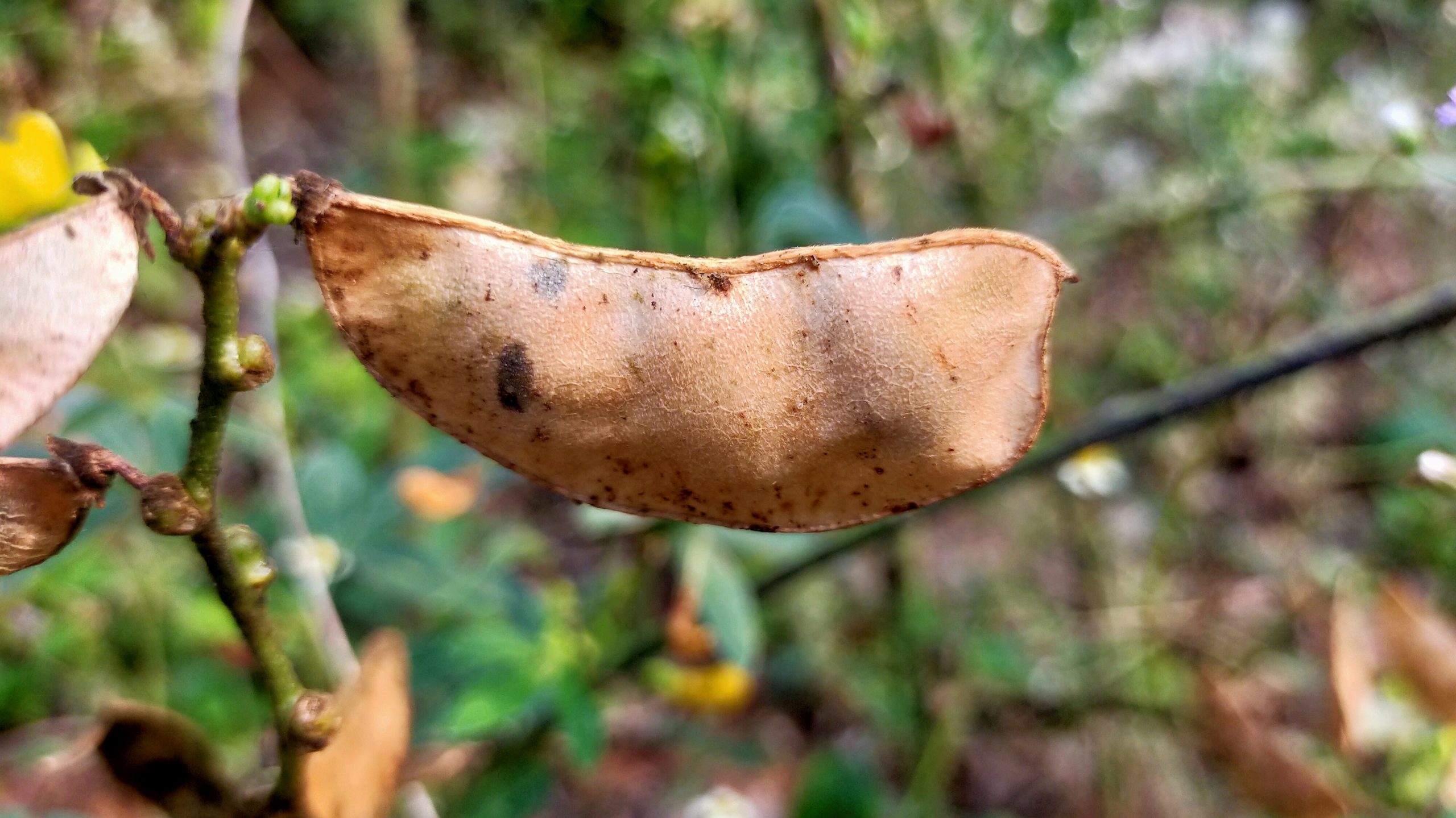 Dry bean of a plant