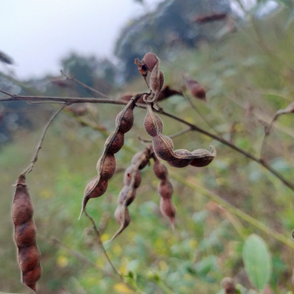 Dry bean plant PixaHive