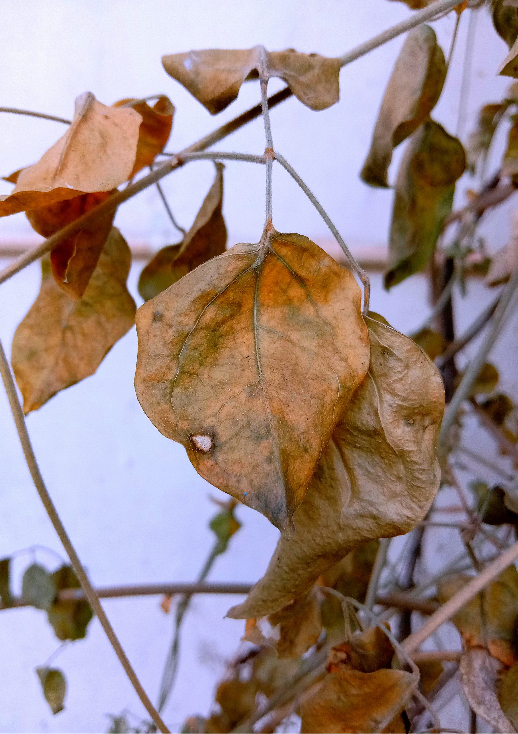 Dry leaves of a plant