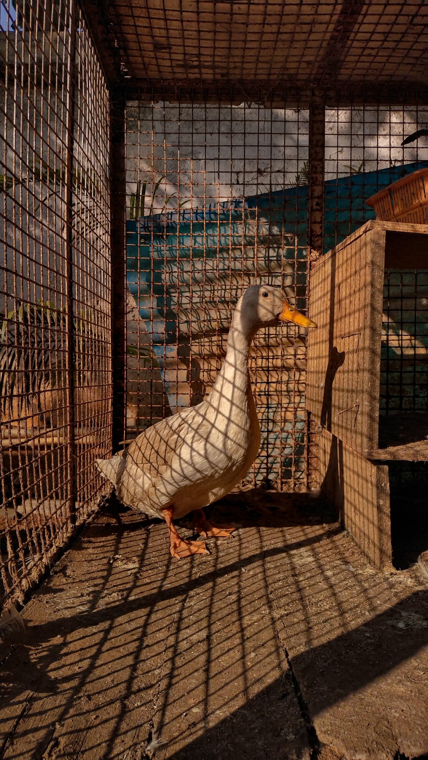 Duck in the cage