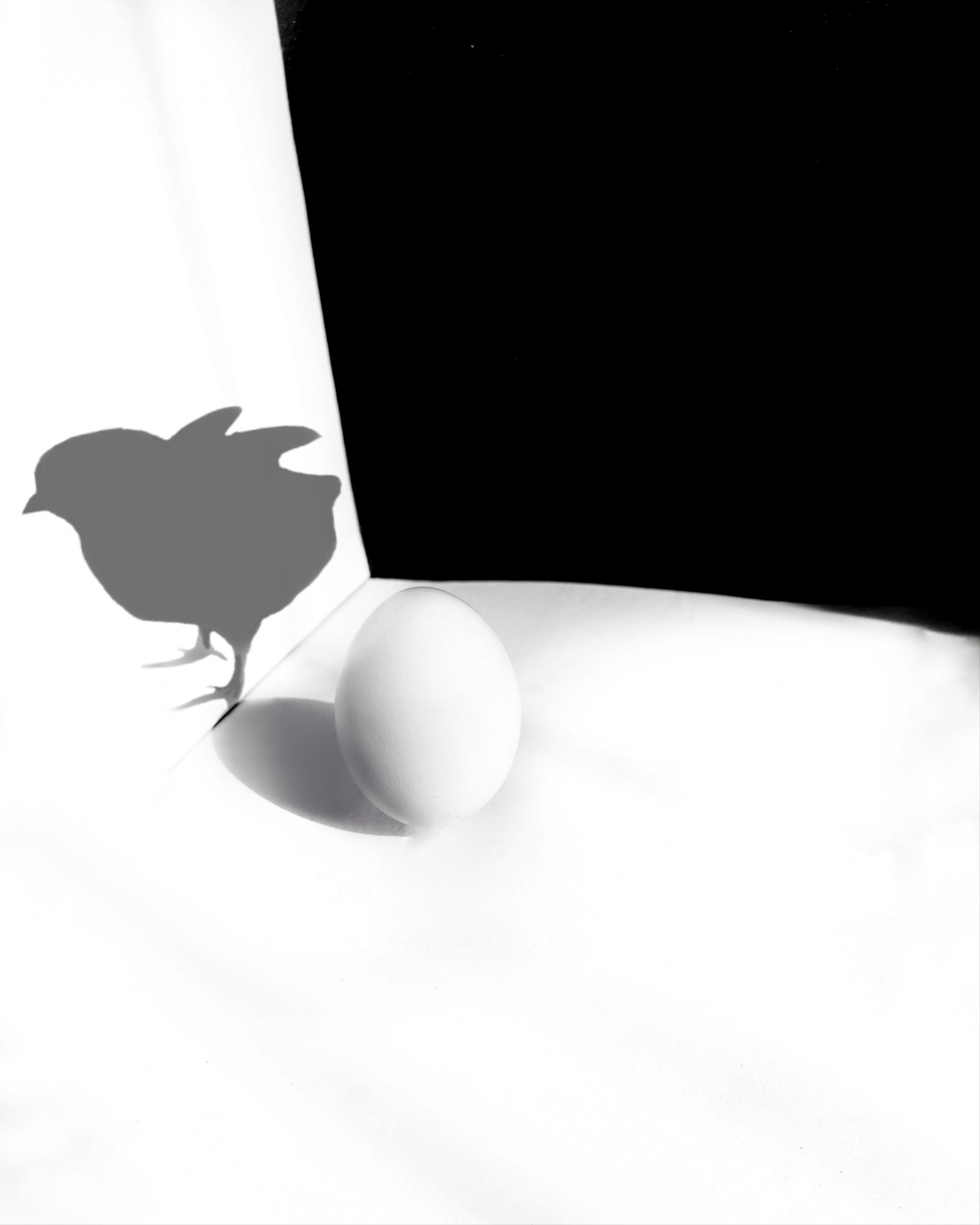 Egg and chicken shadow