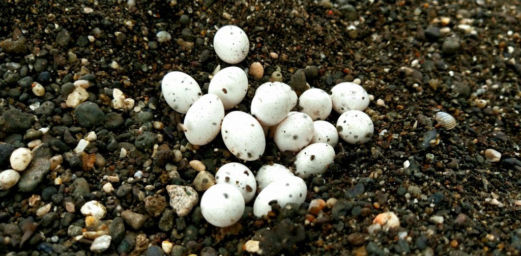 Eggs on soil PixaHive