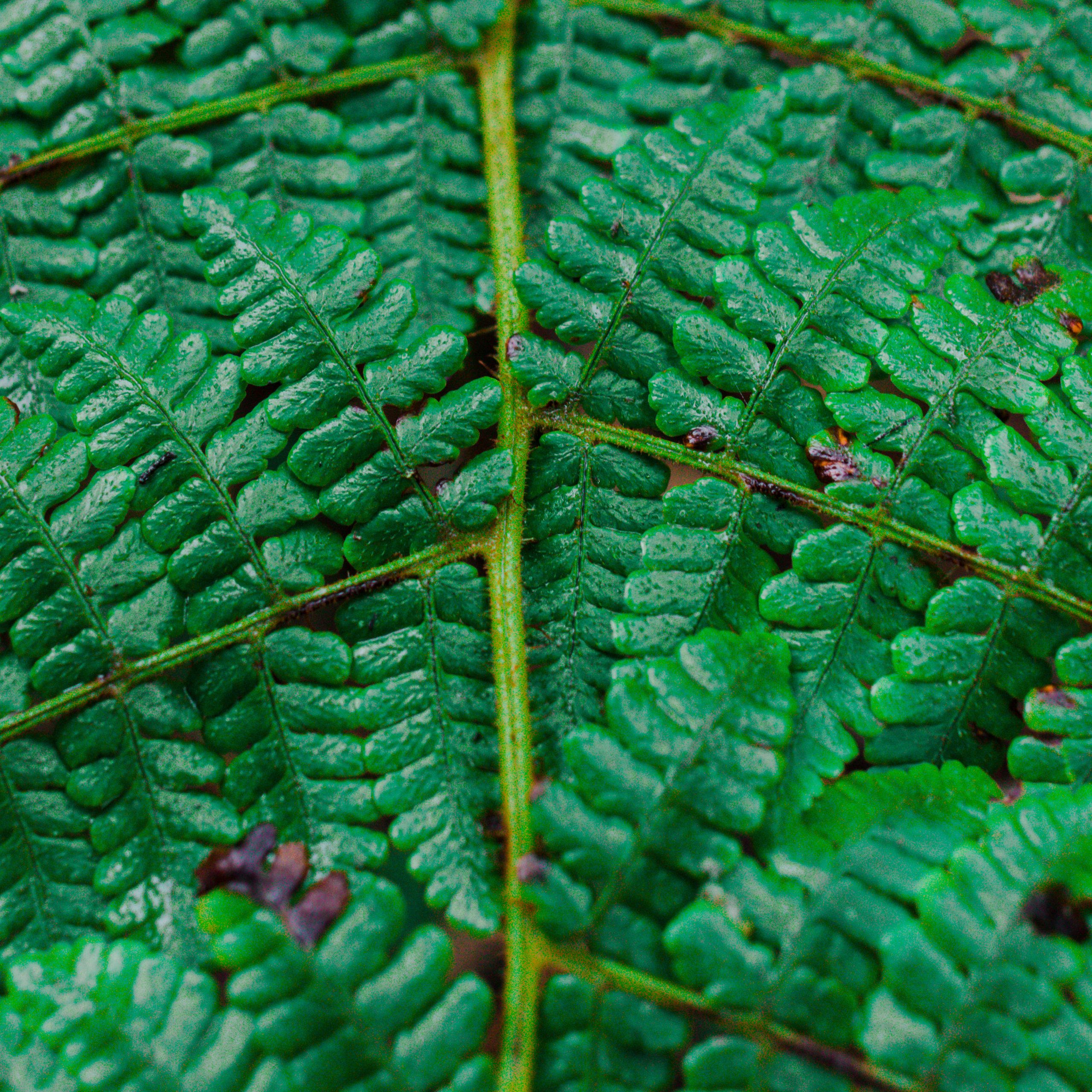 Leaves of plant