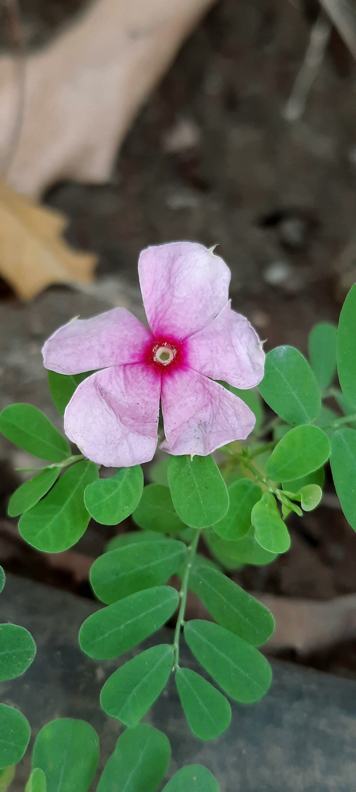 Flower of a plant