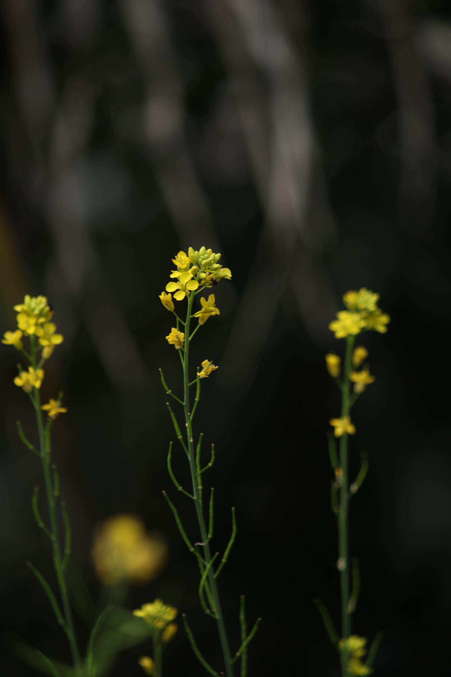 Flower on mustard crop