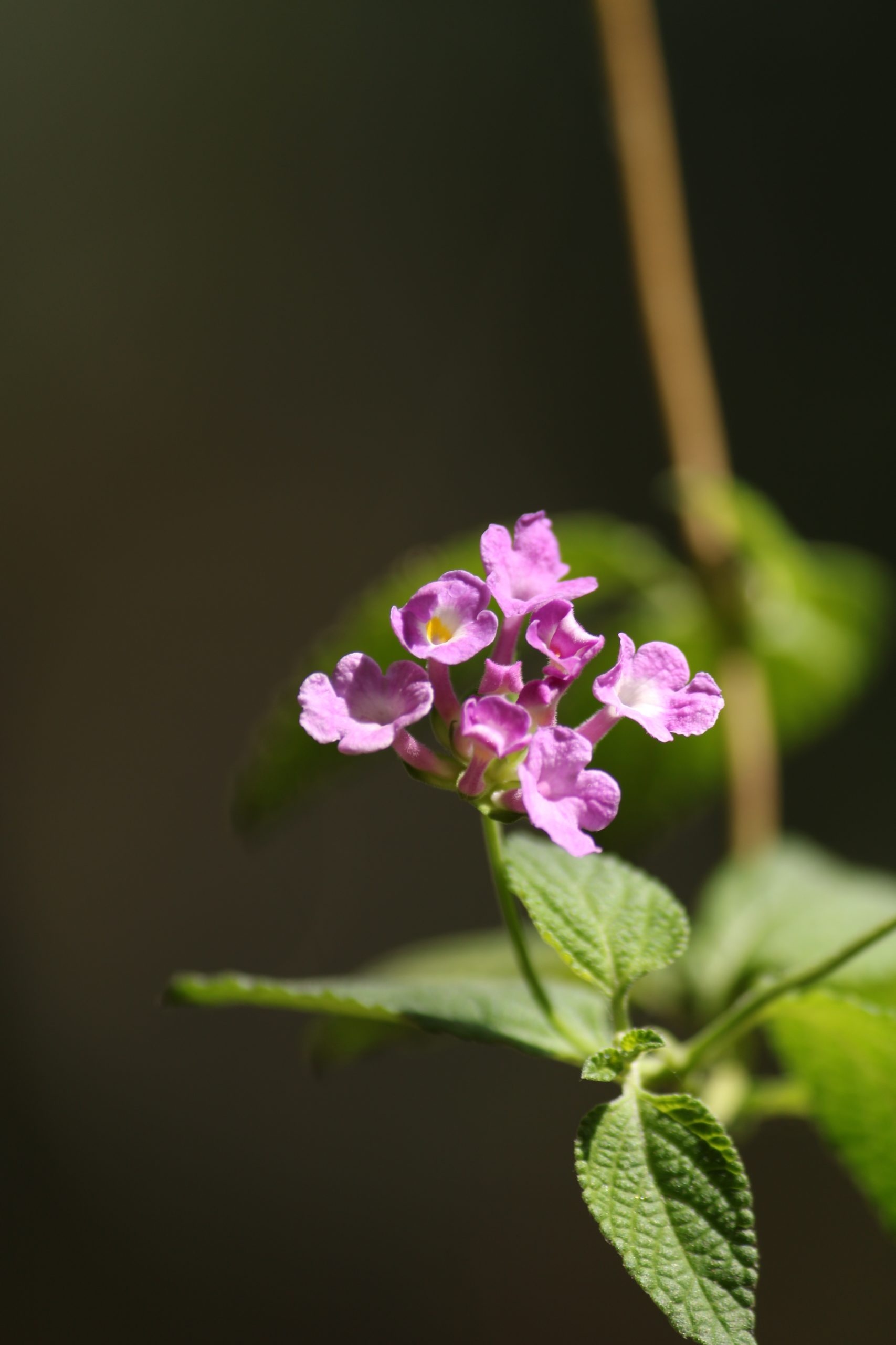 Blooming flower on plant