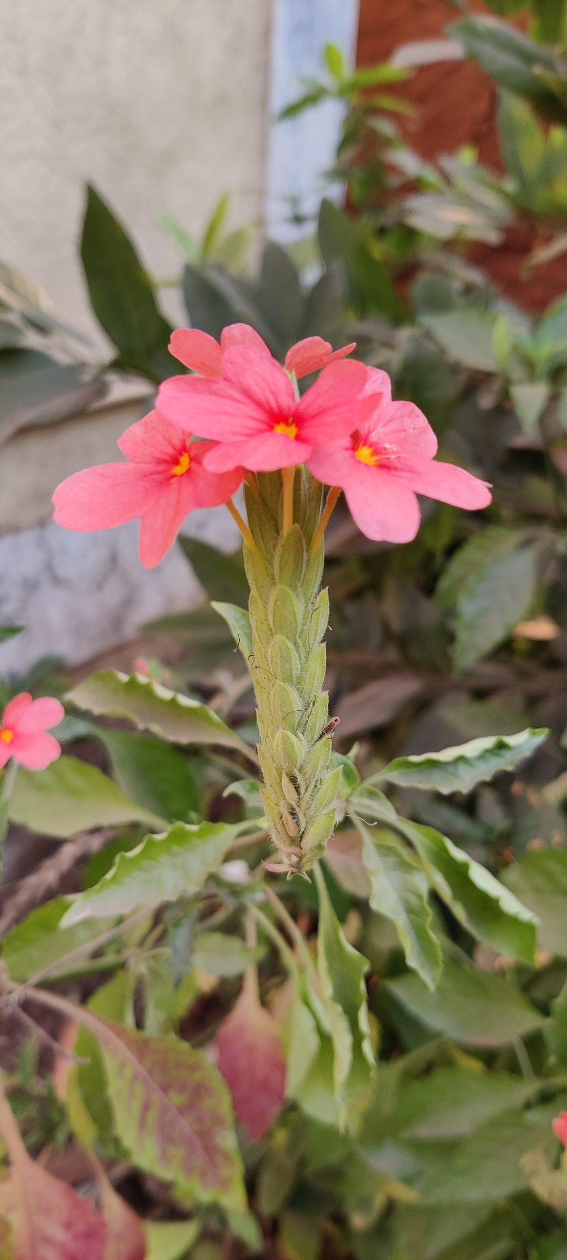 Flower on plant