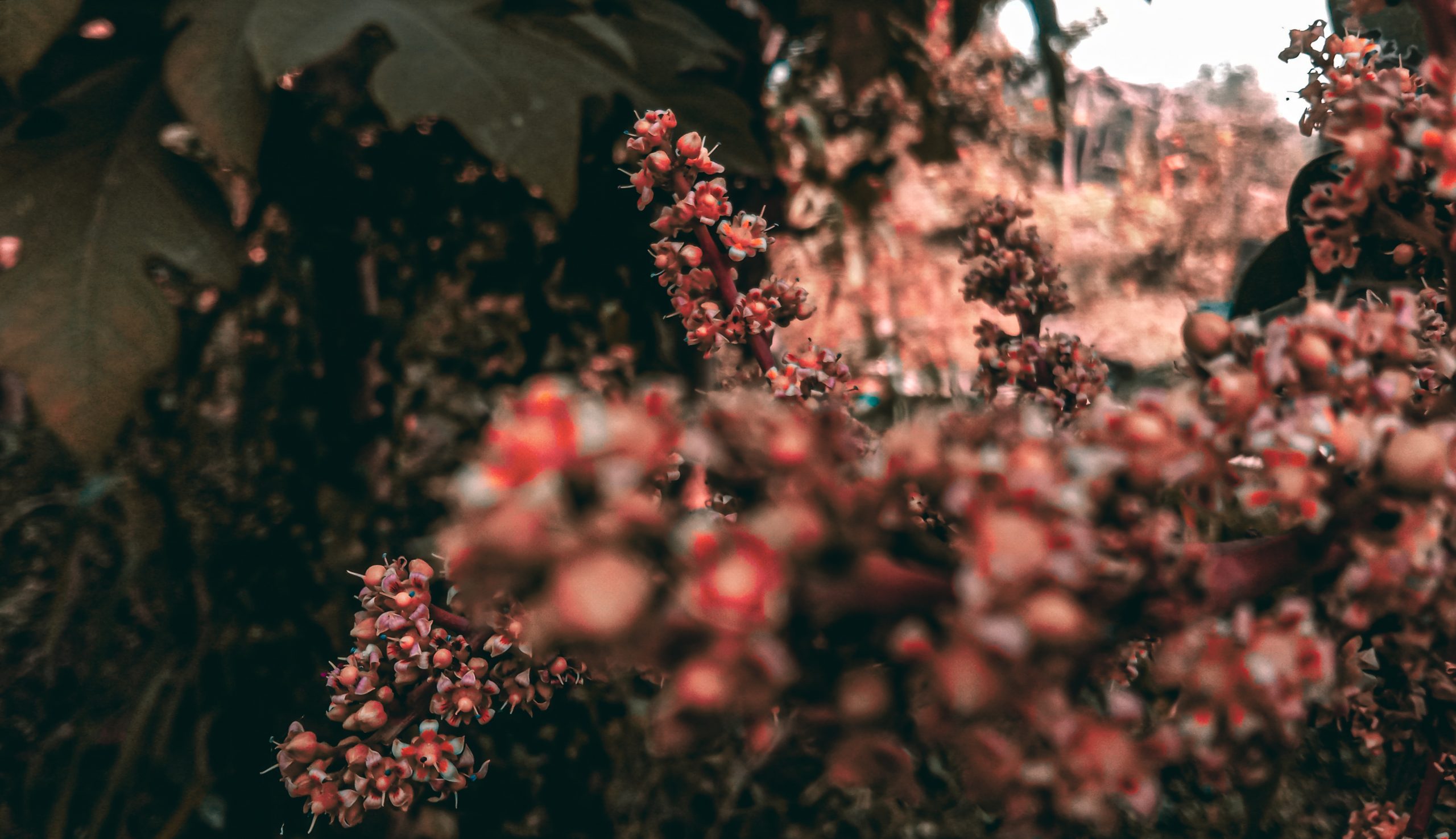 Flowers in a garden