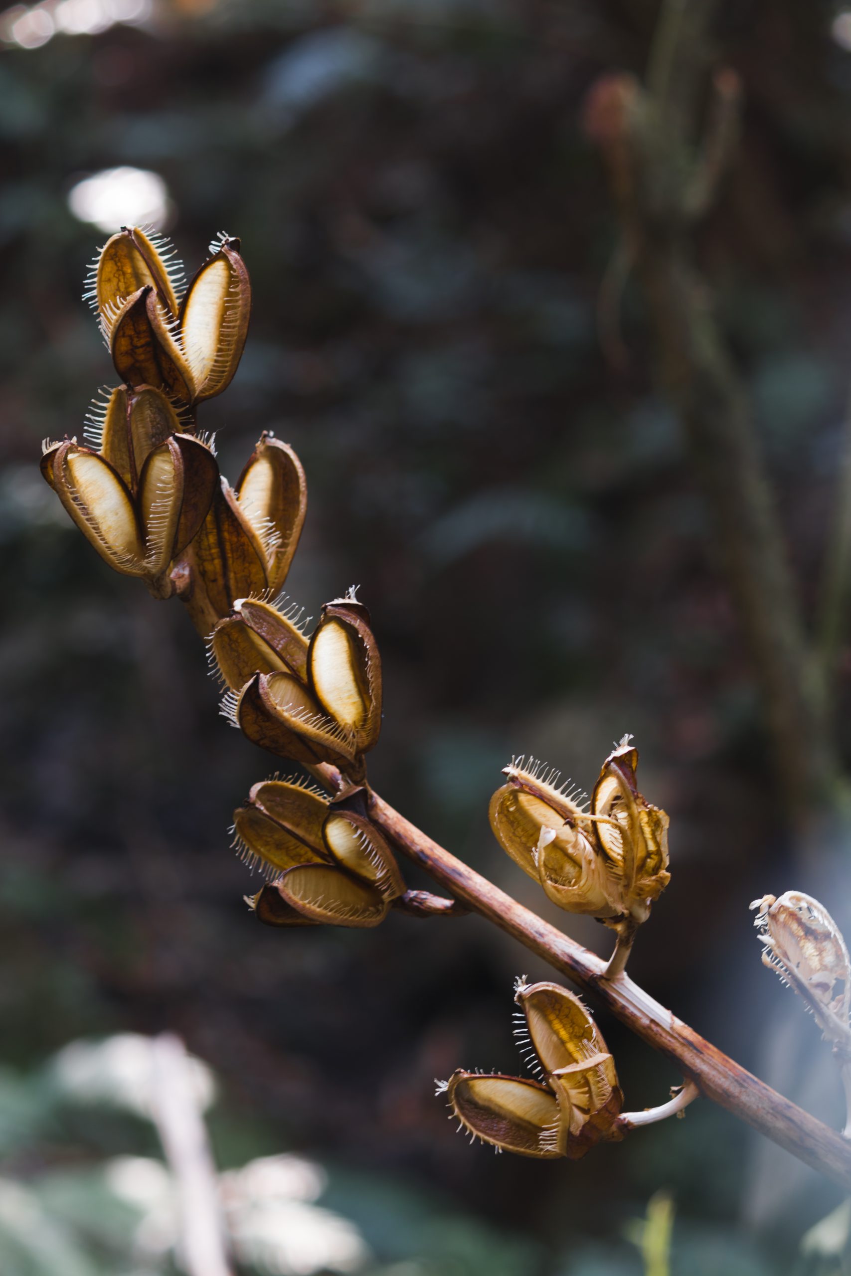 Fly catcher plant