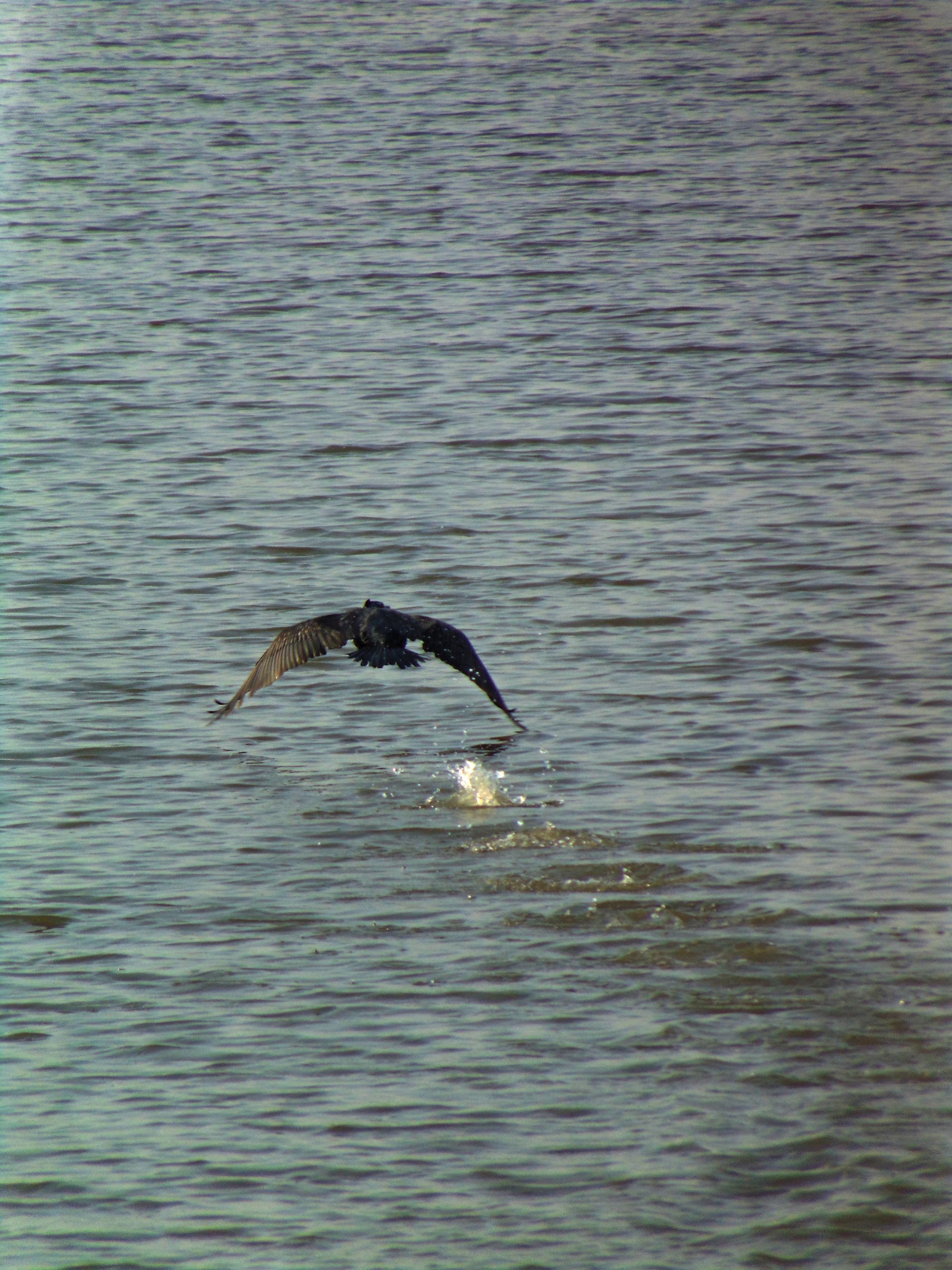 Bird flying over the river