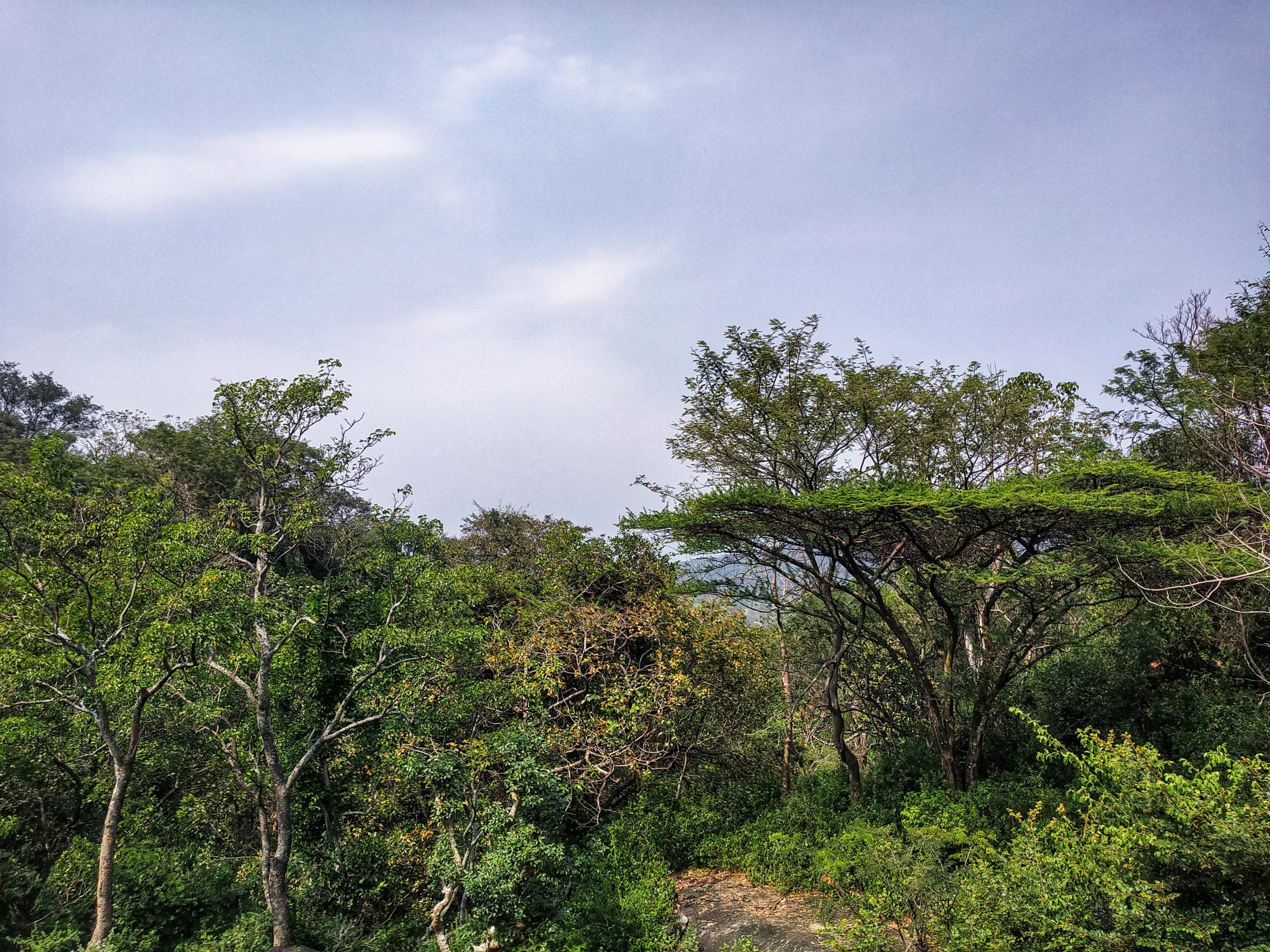 Forest under the clear the sky