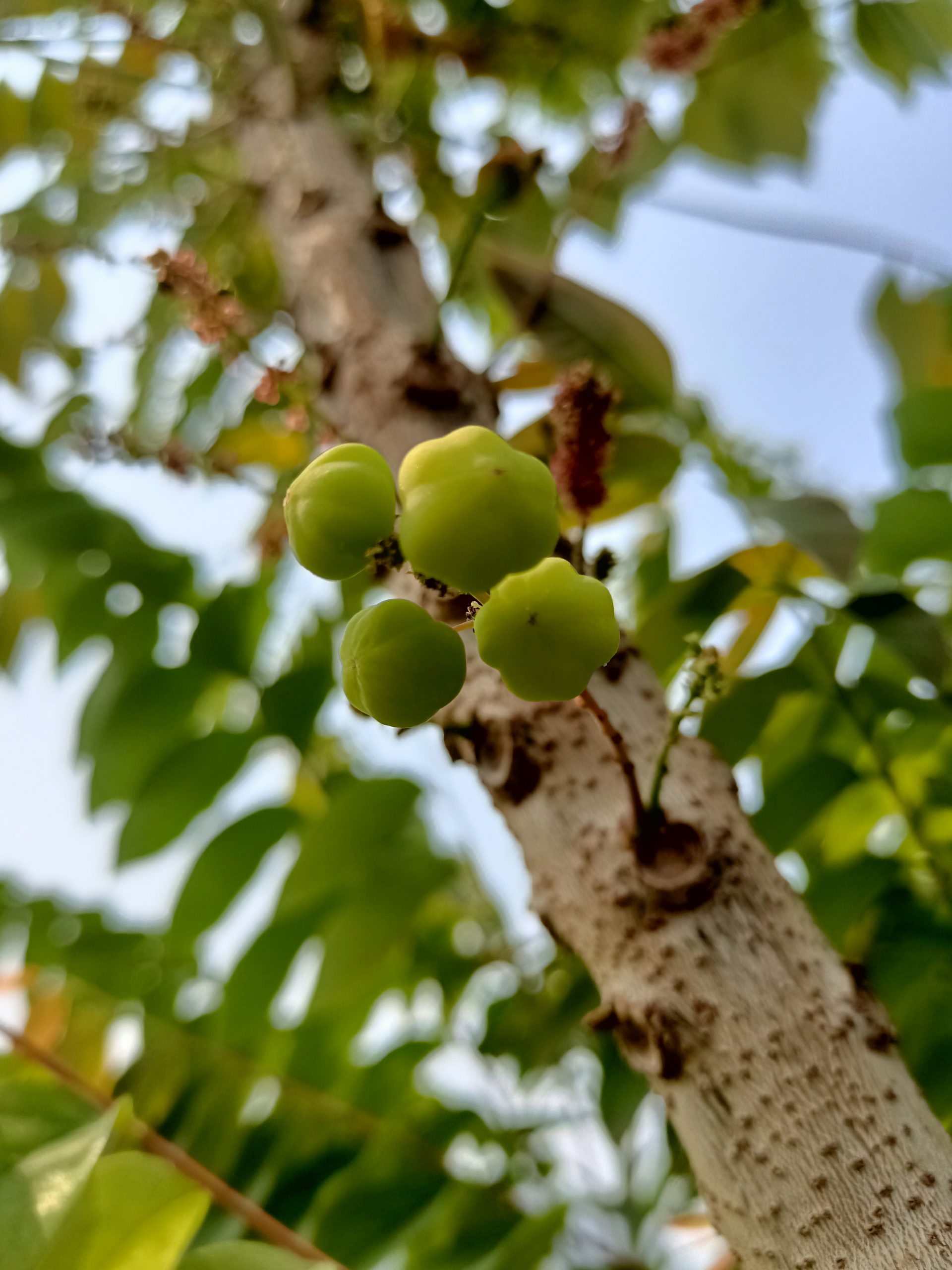 Fruits of a tree