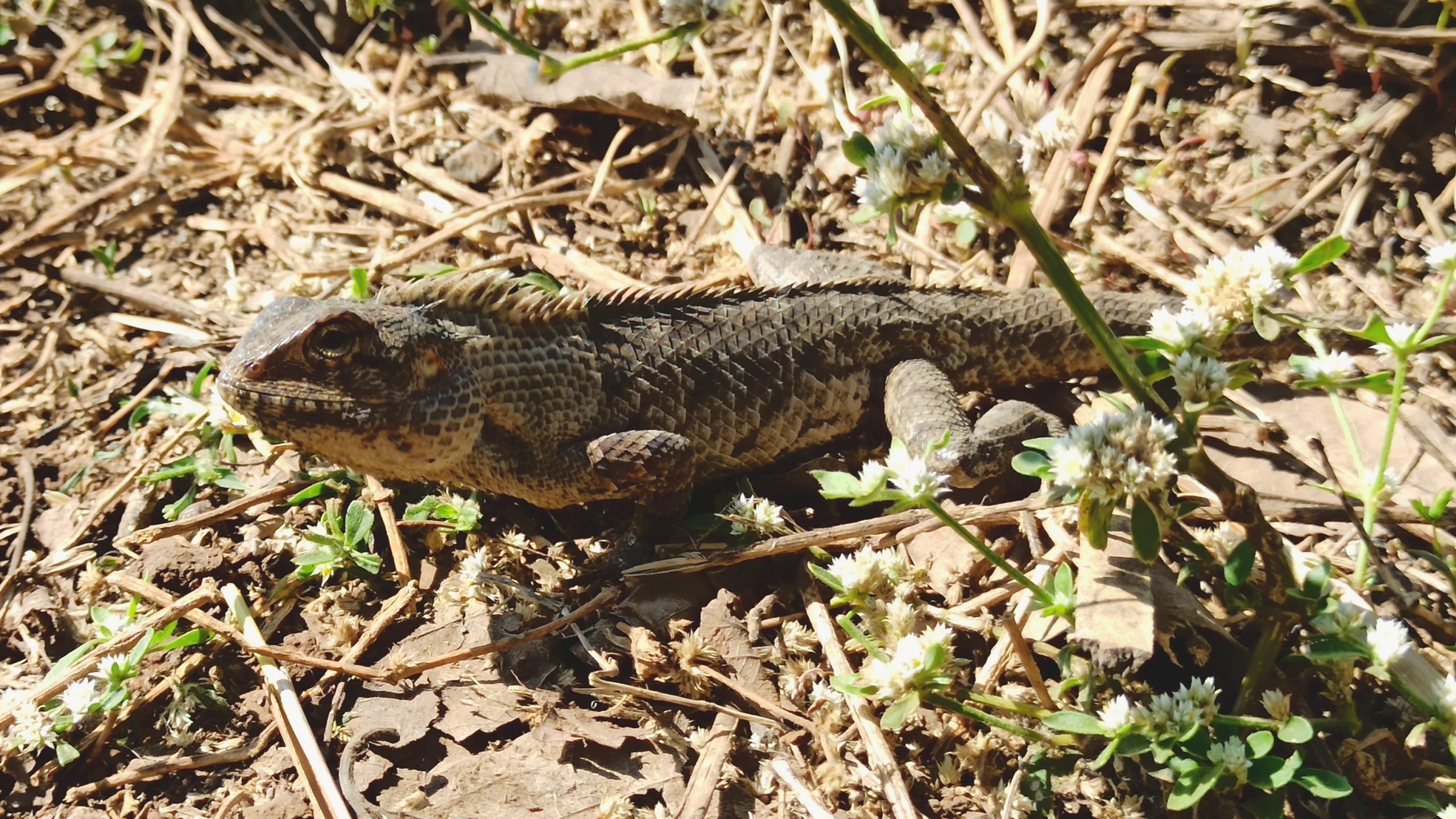 Garden lizard on ground