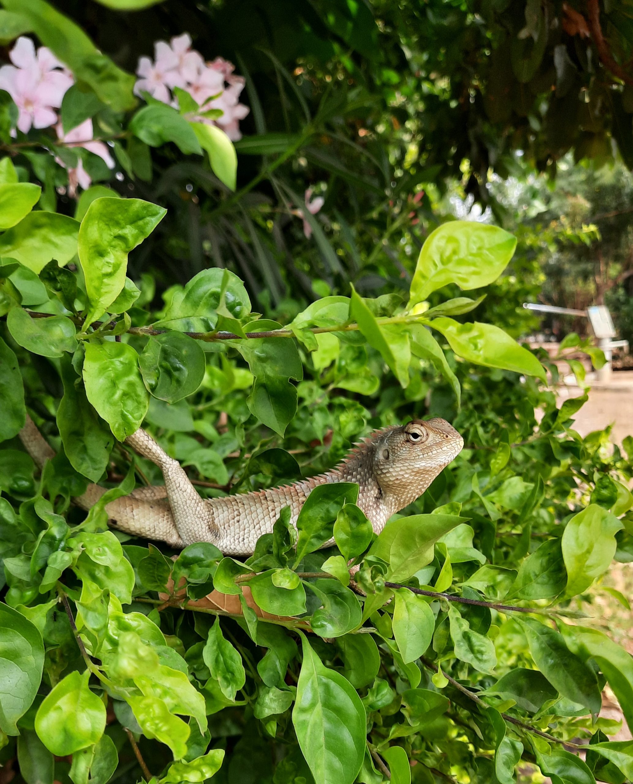 Garden lizard on the plant