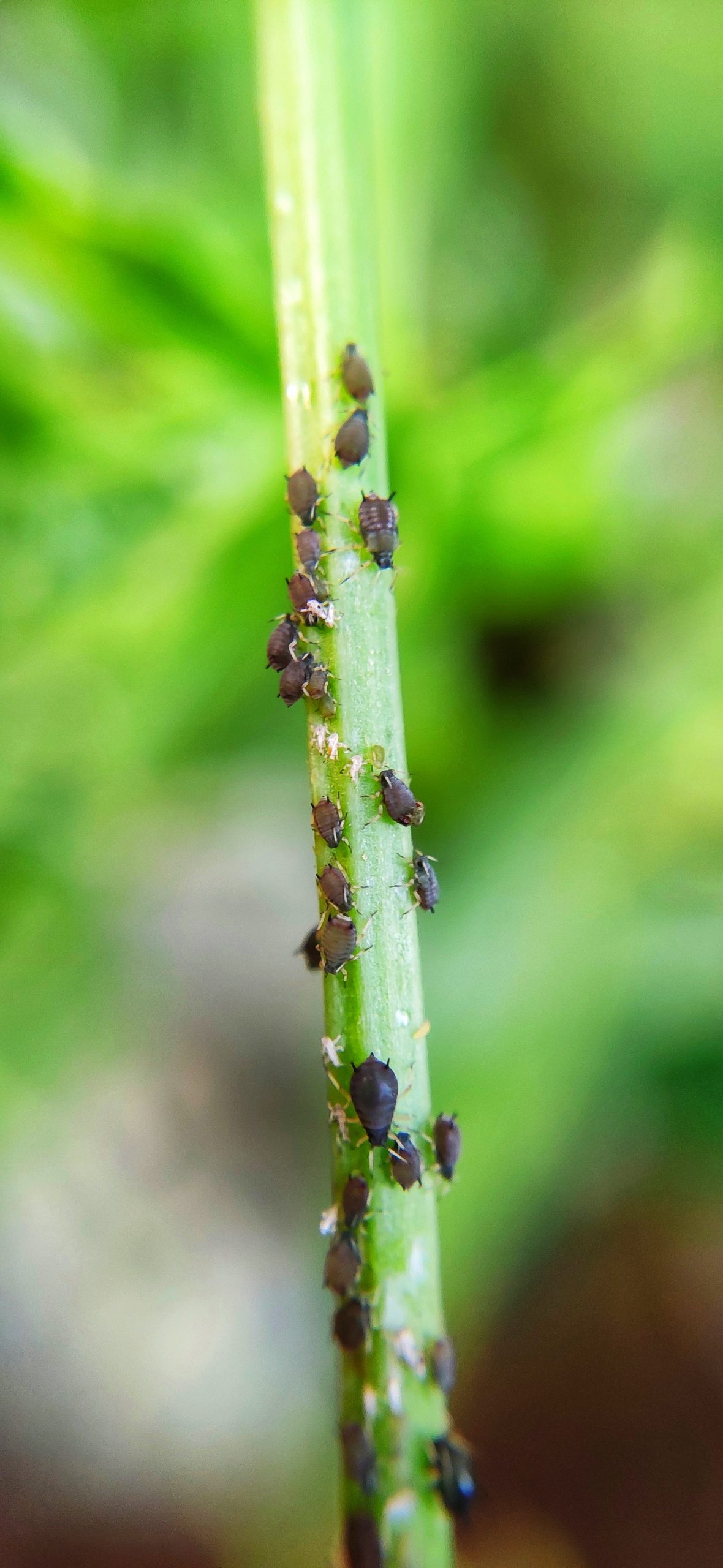 Garden pest on plant stem