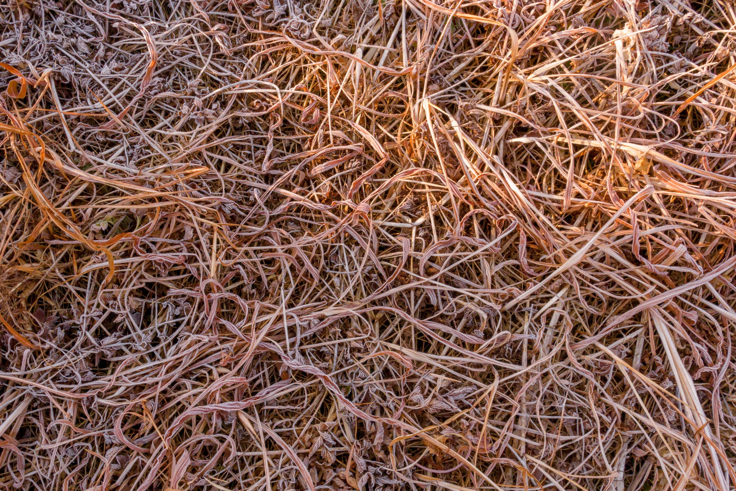 Grass straws on ground