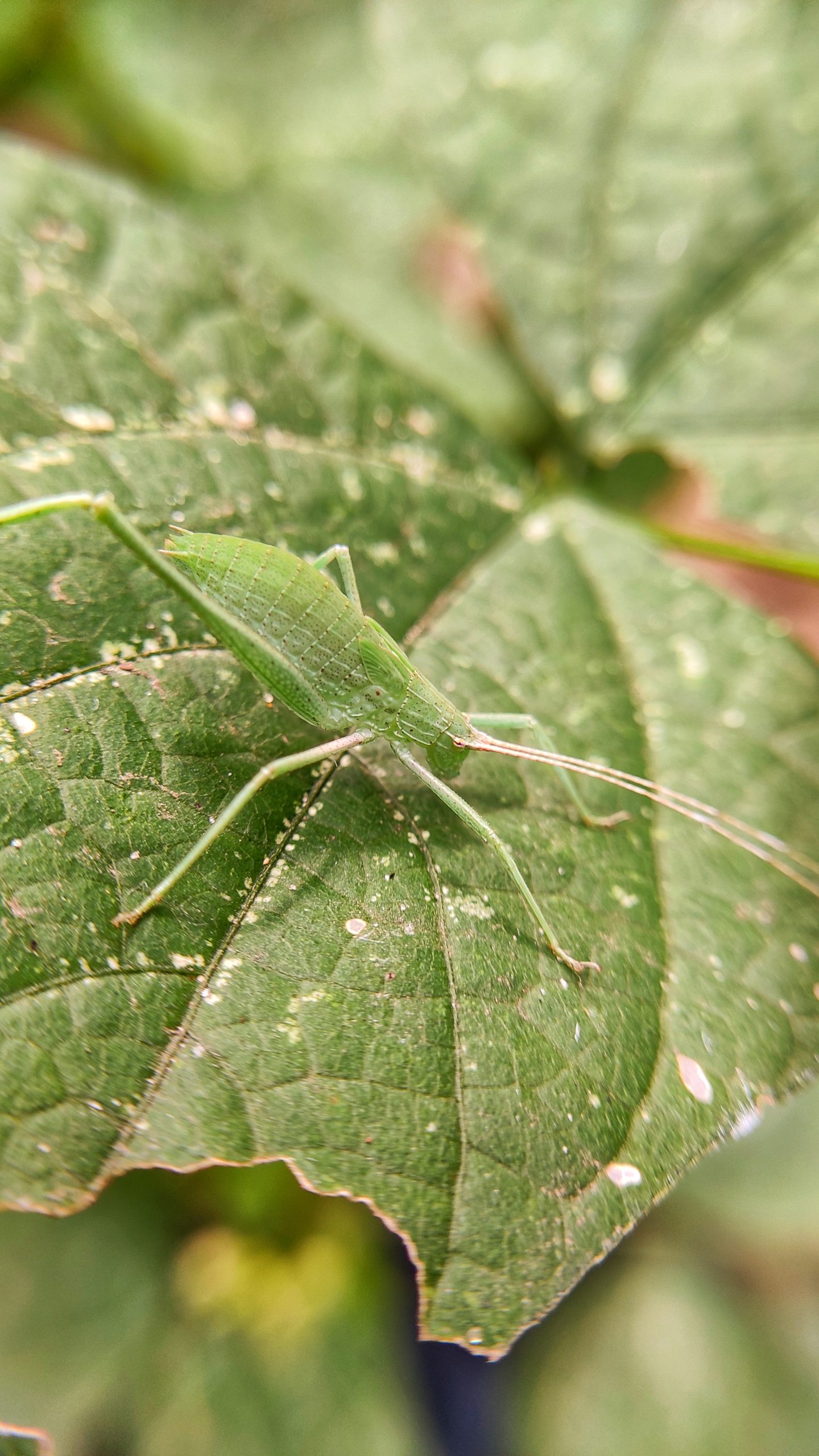 Grasshopper on plant leaf