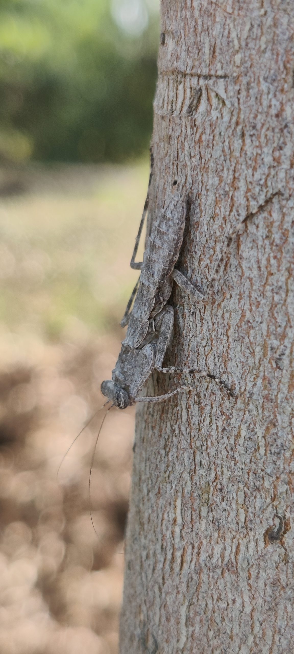 Grasshopper on the tree trunk
