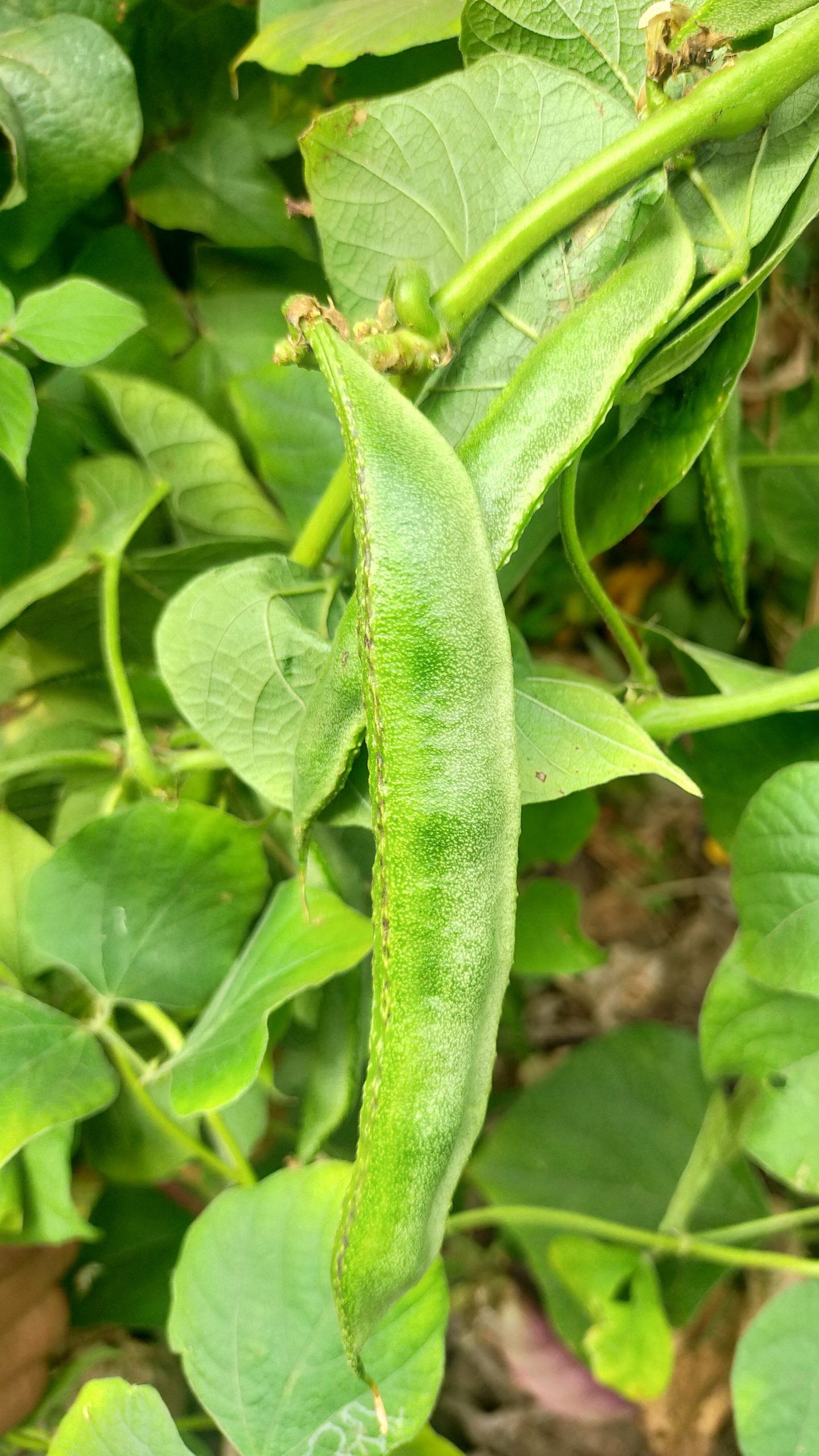 Green bean on plant