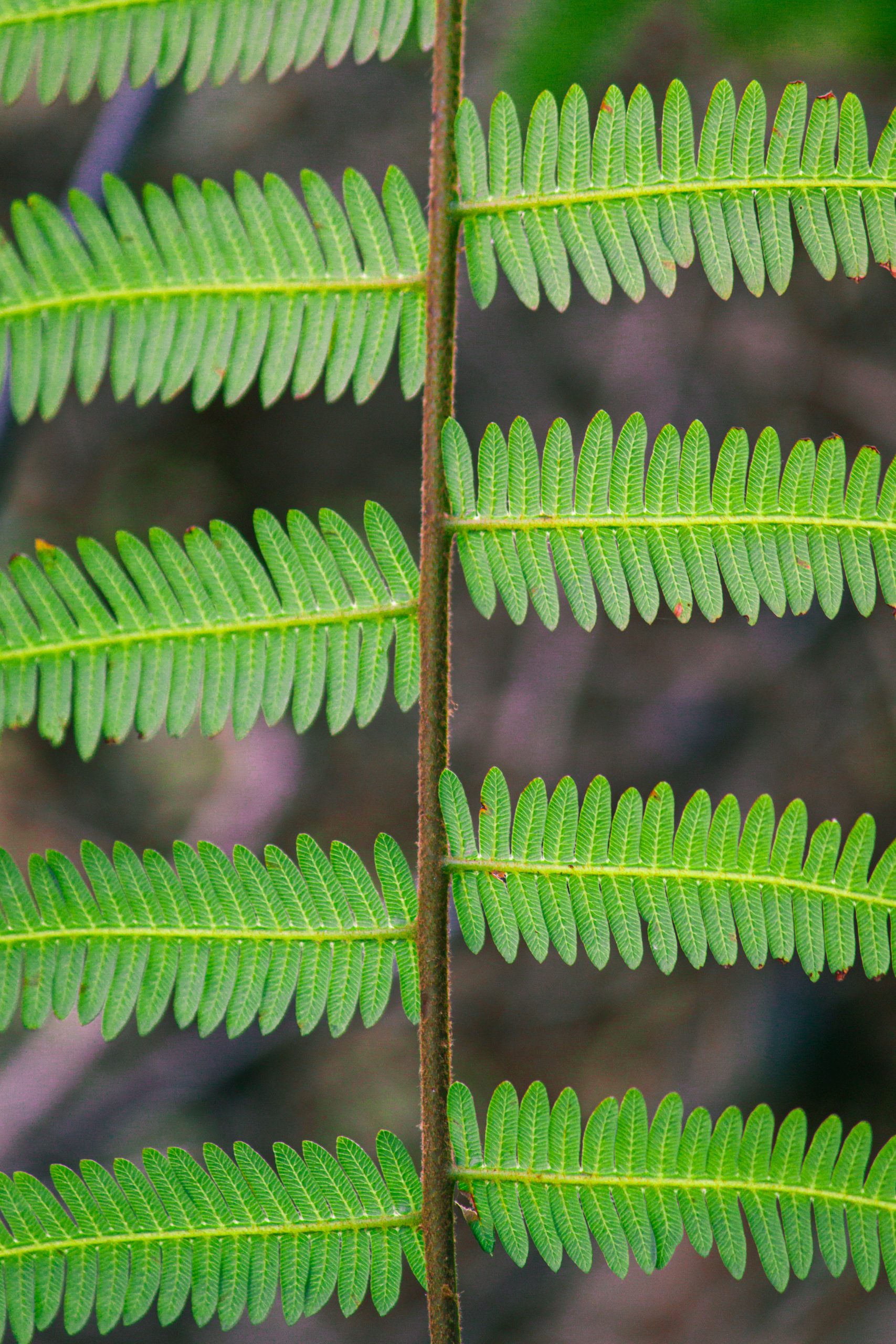 Green Fern leaves