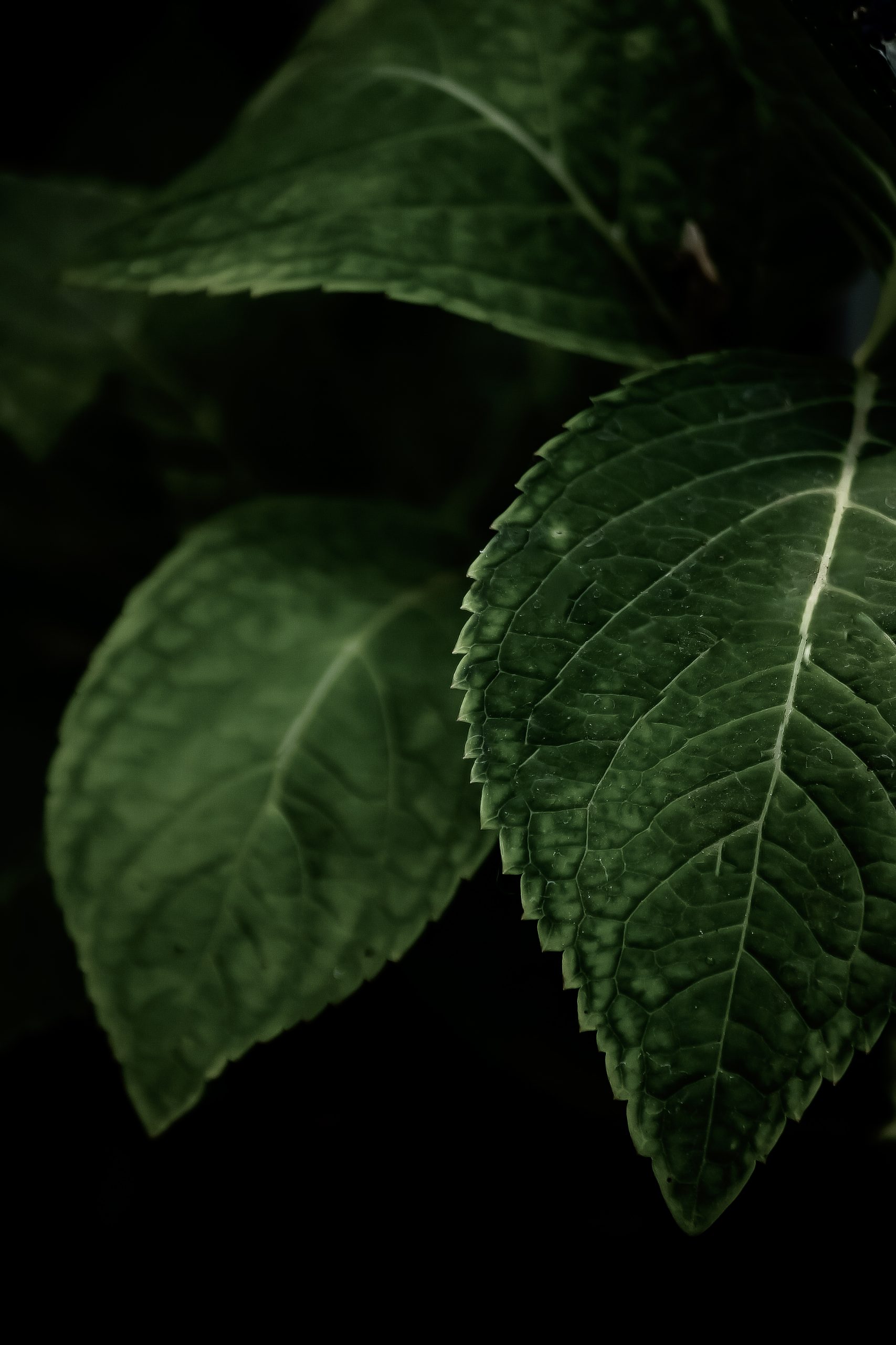 Green Plant leaf