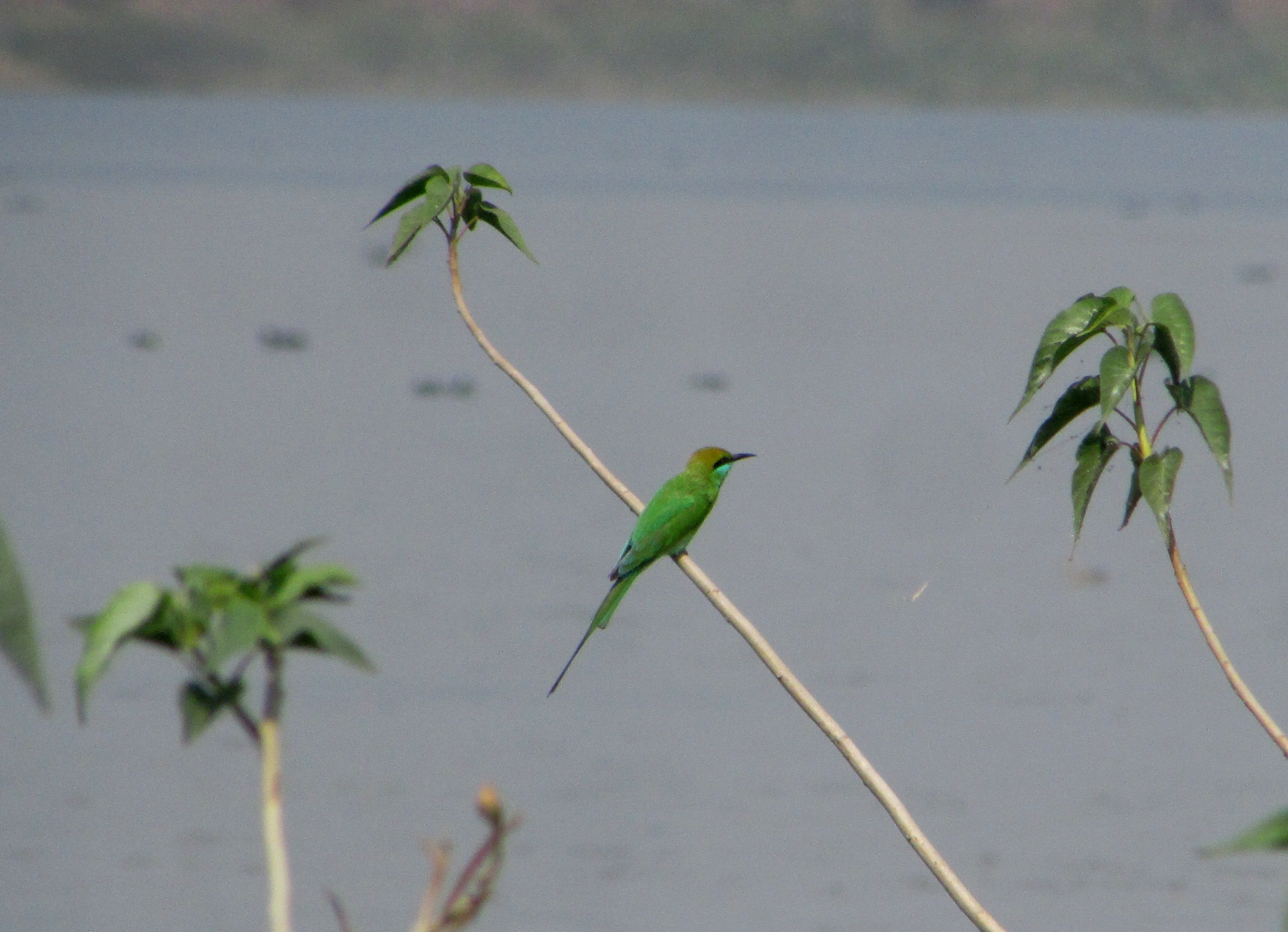 Green bee eater on a branch