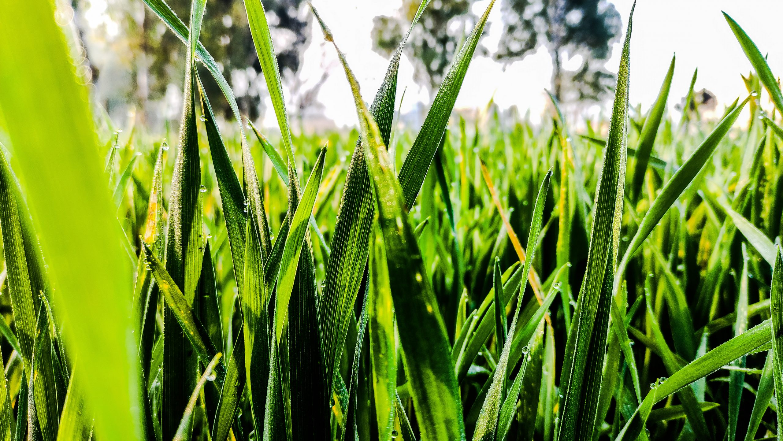 Green grass leaves