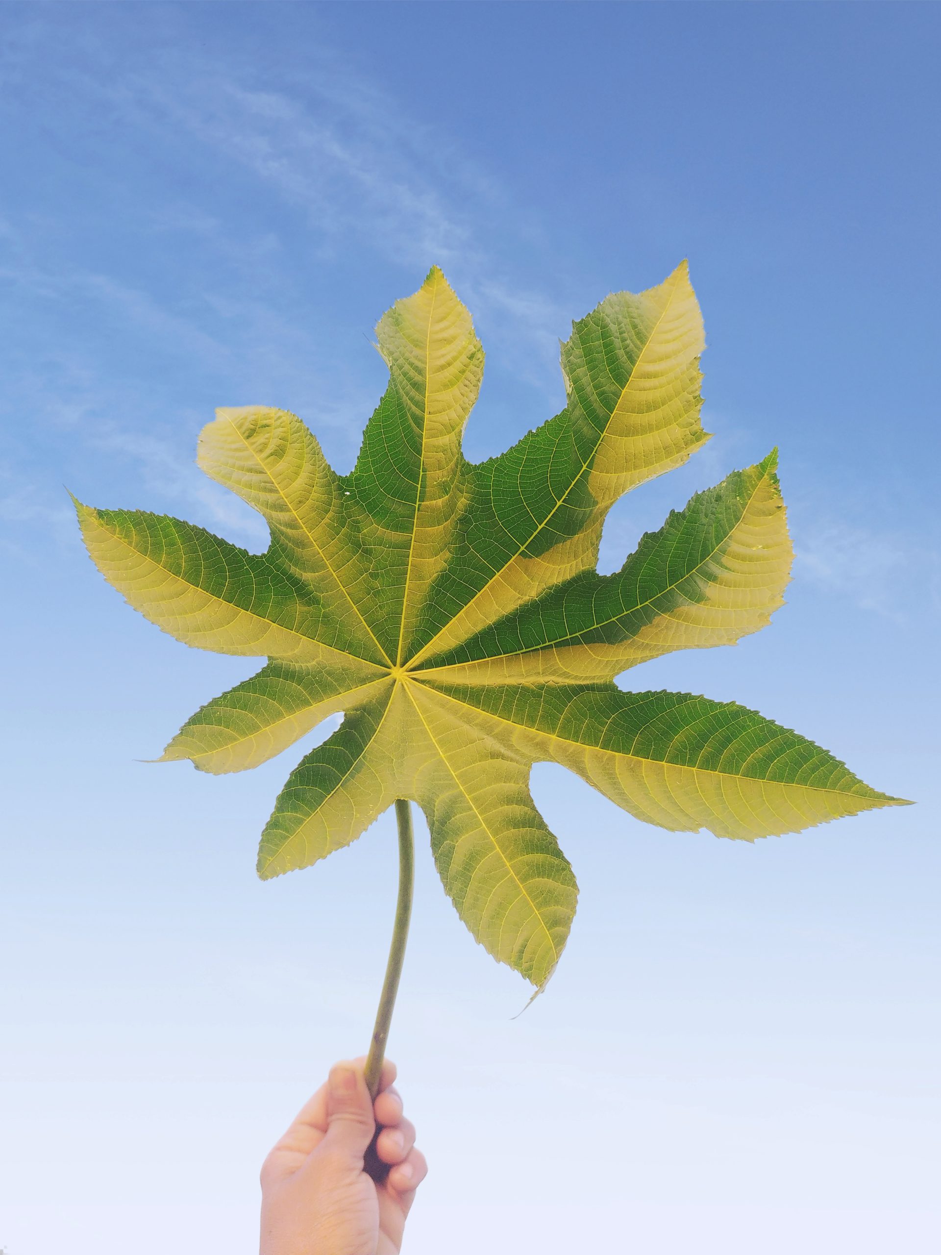 Green leaf in hand