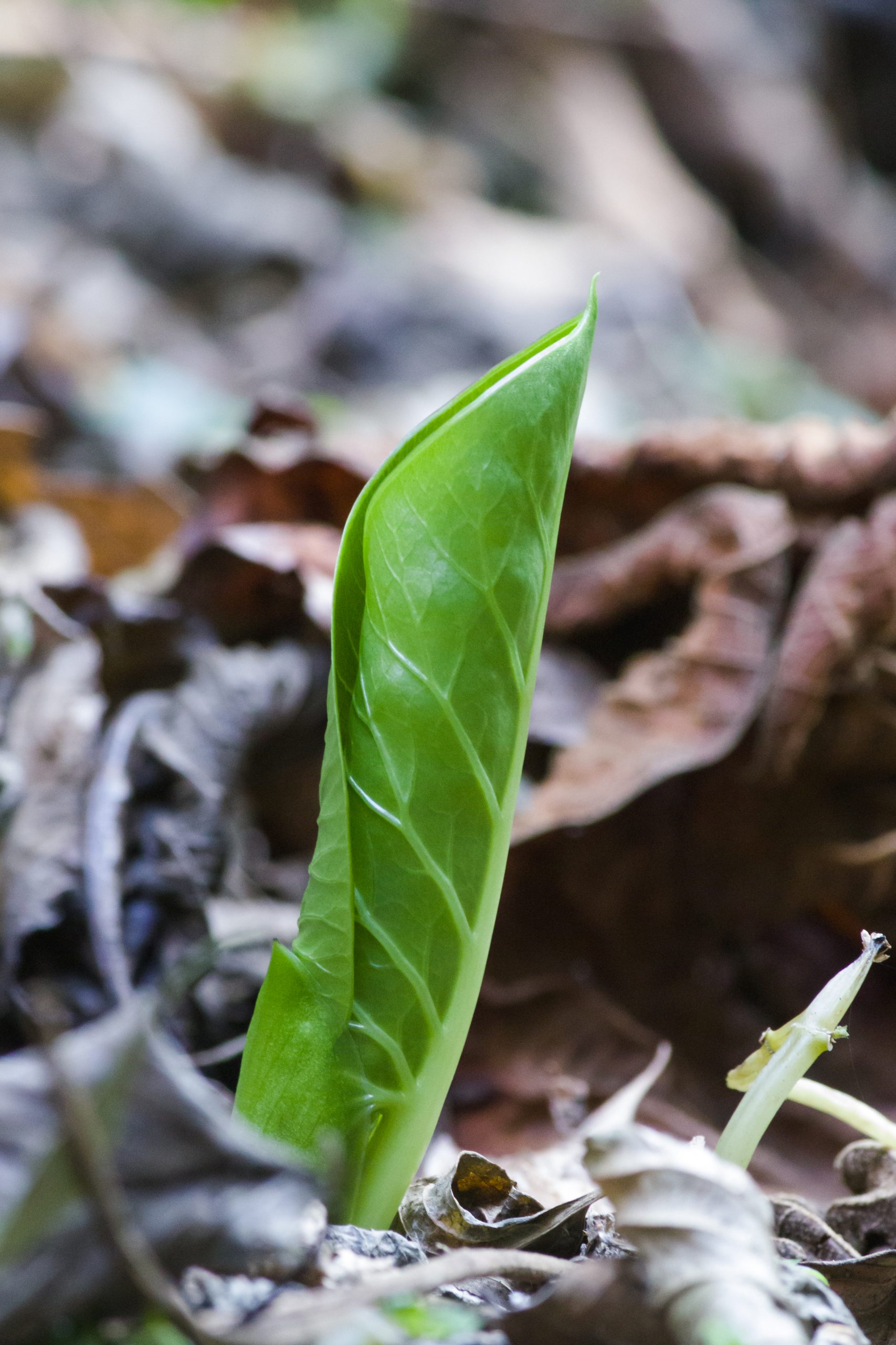 Green leaf of a plant