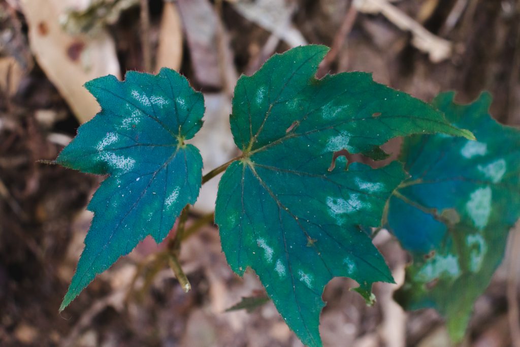 Another Word For Green Leaves Of A Plant