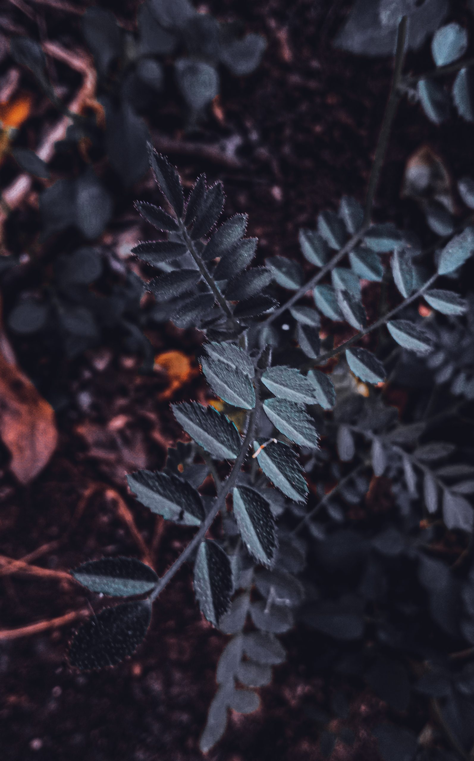 Green leaves of a plant