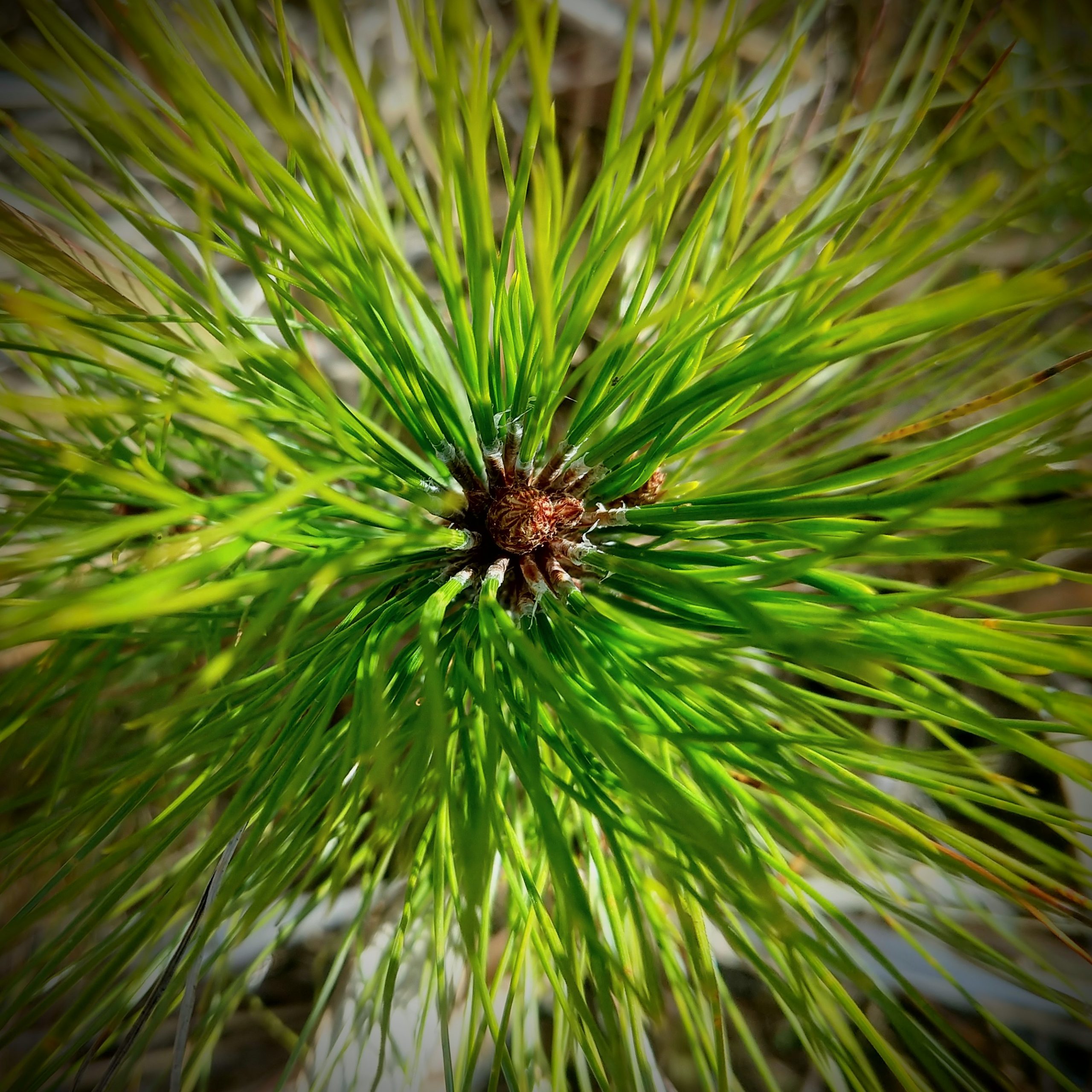 Green spike pine leaves