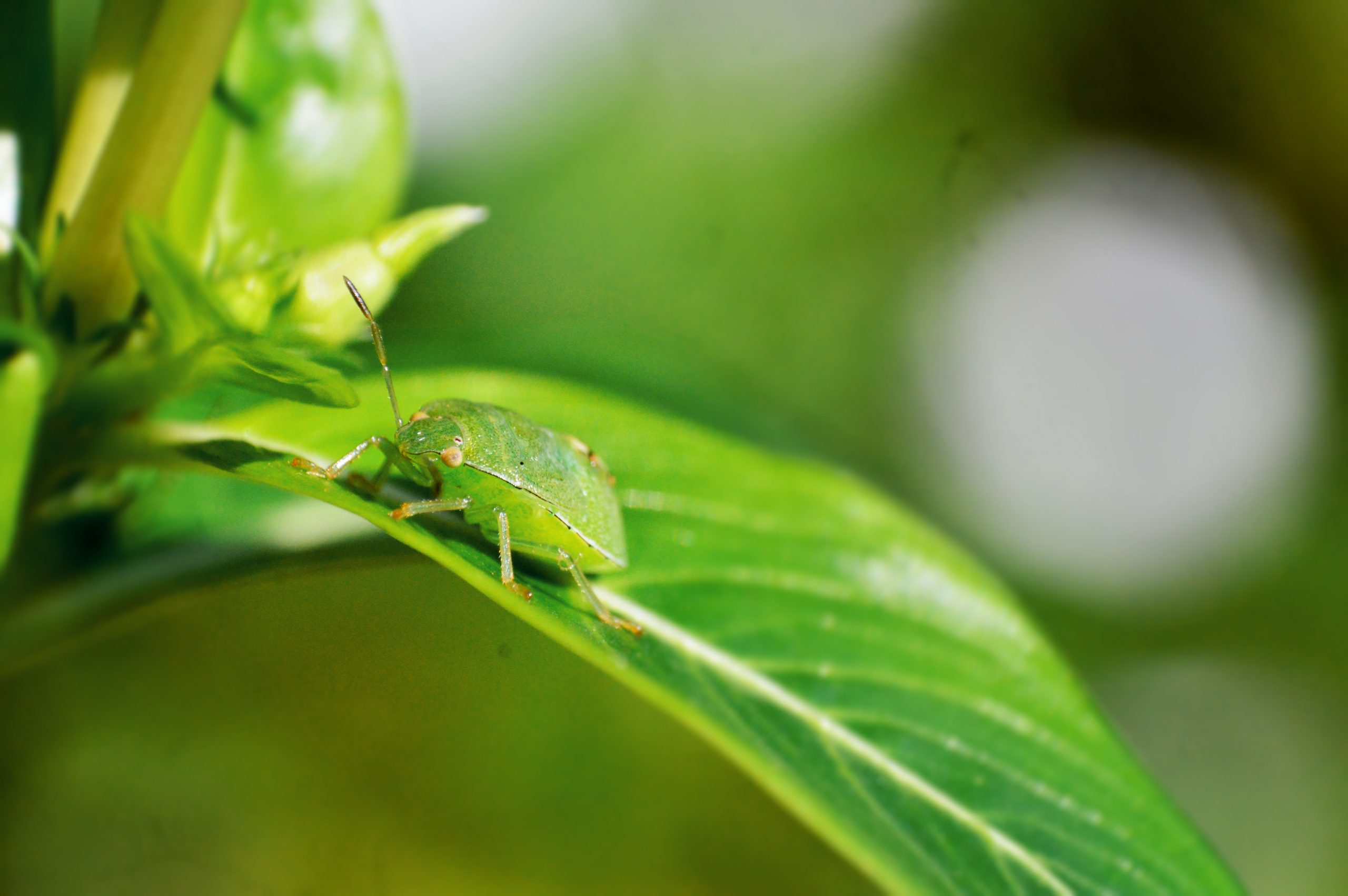 Green stink bug on plant leaf